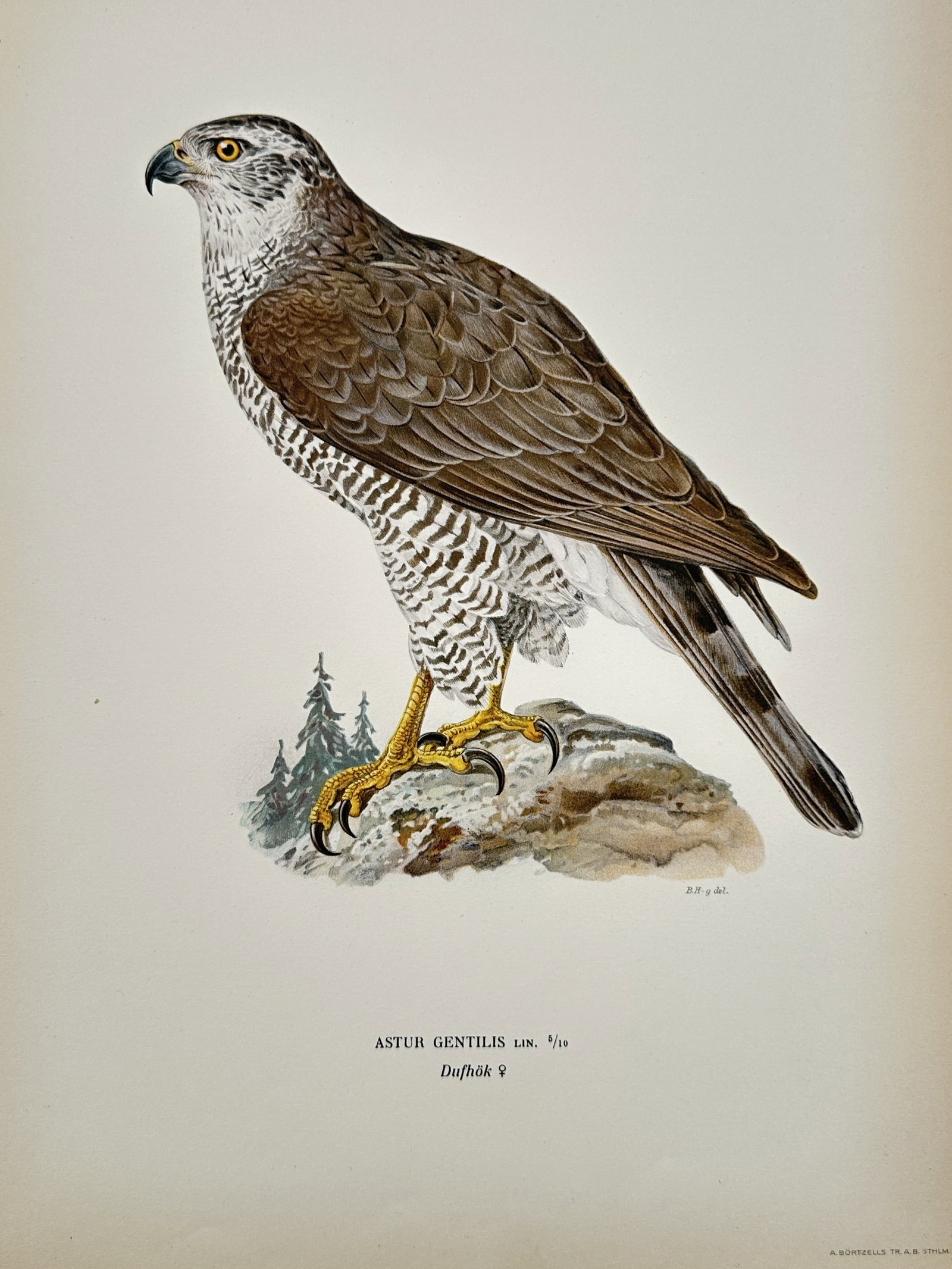 Magnus von Wright (1805–1868) - Portrait of a Goshawk - Lithograph (1920s): "Astur Gentilis" depicts a Goshawk standing on a rocky outcrop. This work originates from a publication documenting Nordic bird life. Magnus von Wright was a Finnish artist and ornithologist known for