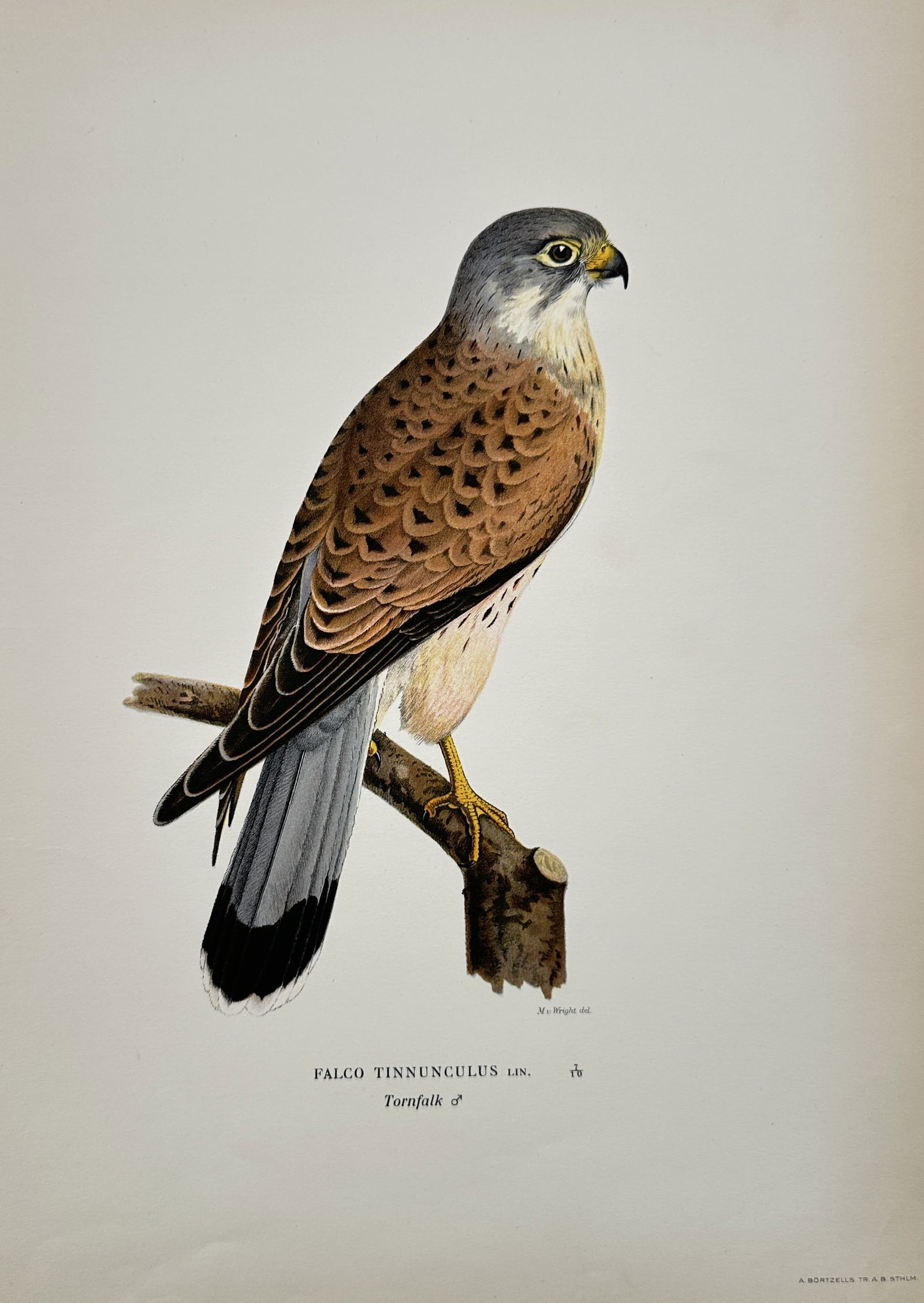 Magnus von Wright (1805–1868) – Portrait of a Common Kestrel – Lithograph (1920s) (1 of 2)