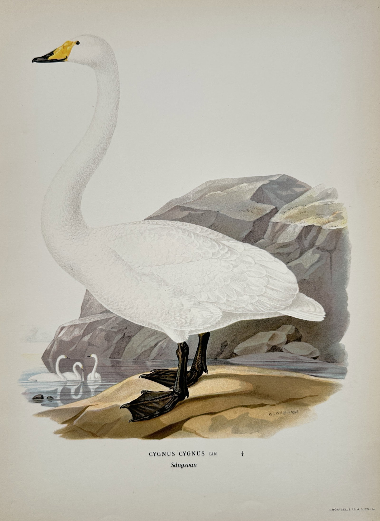 Magnus von Wright (1805–1868) – Portrait of a Whooper Swan – Lithograph (1920s): "Cygnus cygnus lin." depicts a Whooper Swan standing on a rocky shoreline with additional swans visible in the water. This lithograph originates from a publication documenting Nordic bird species. Mag