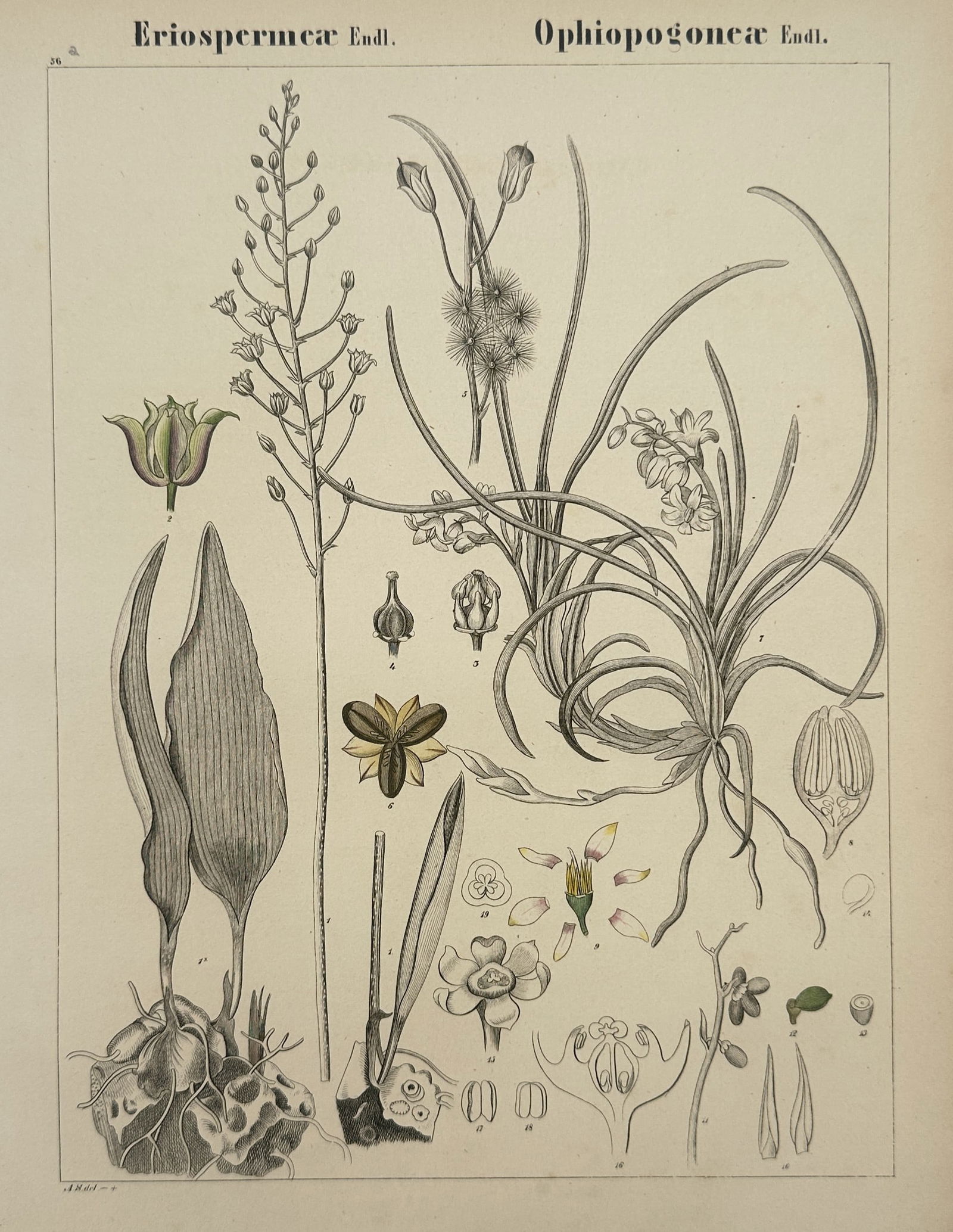 Adalbert Schnizlein – Botanical Study of Eriospermeae and Ophiopogoneae: "Eriospermeae Endl. Ophiopogoneae Endl." presents a comprehensive botanical analysis of several plant species from the Asparagaceae family. The composition features detailed illustrations of entire pl
