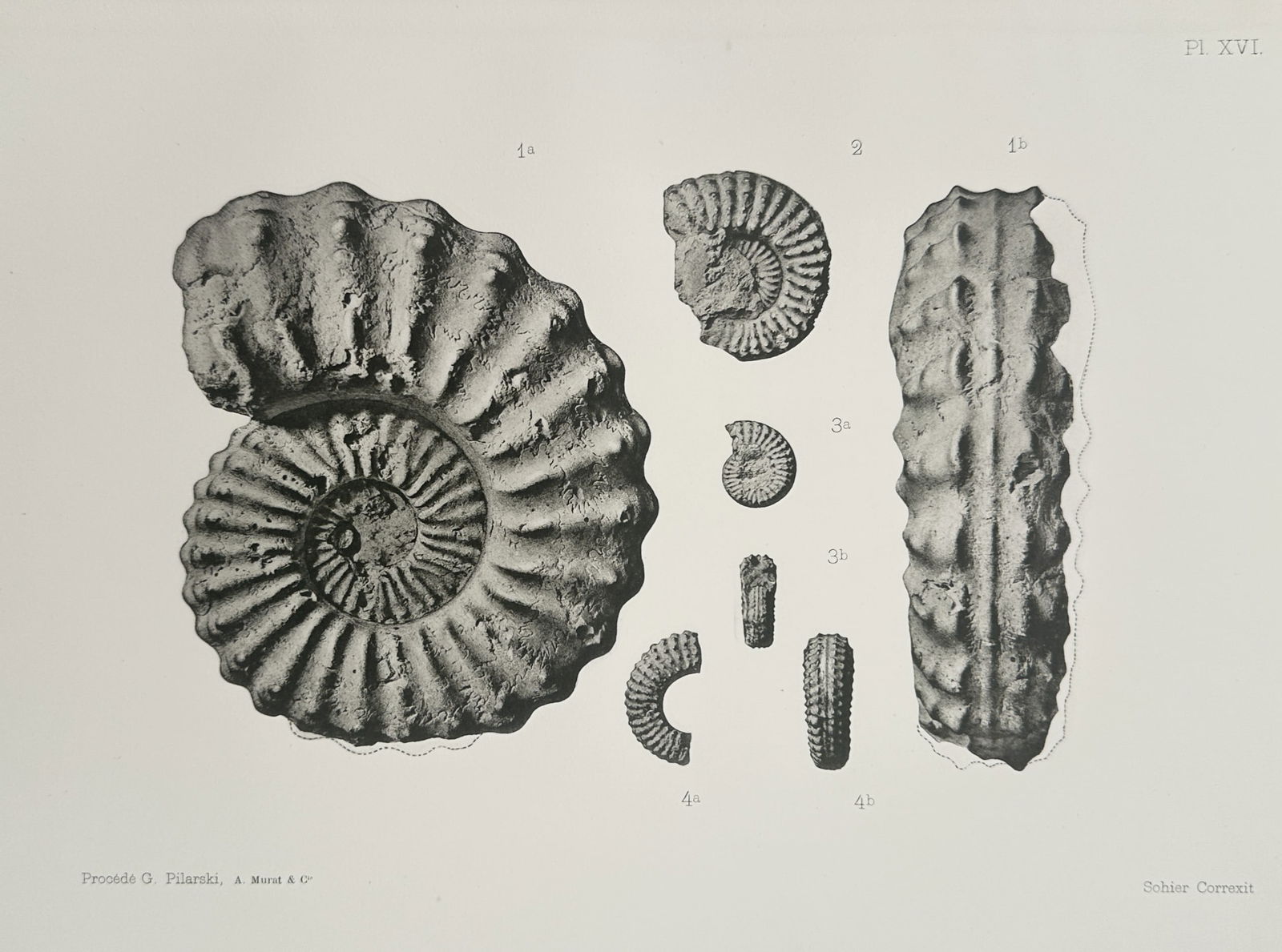 Albert de Grossouvre (1849–1932) – Paleontological Study of Ammonite Specimens (1 of 2)