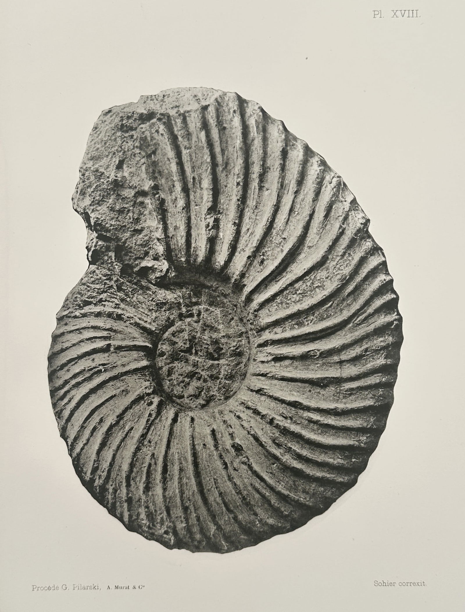 Albert de Grossouvre (1849–1932) – Paleontological Study of an Ammonite – Lithograph (1 of 2)