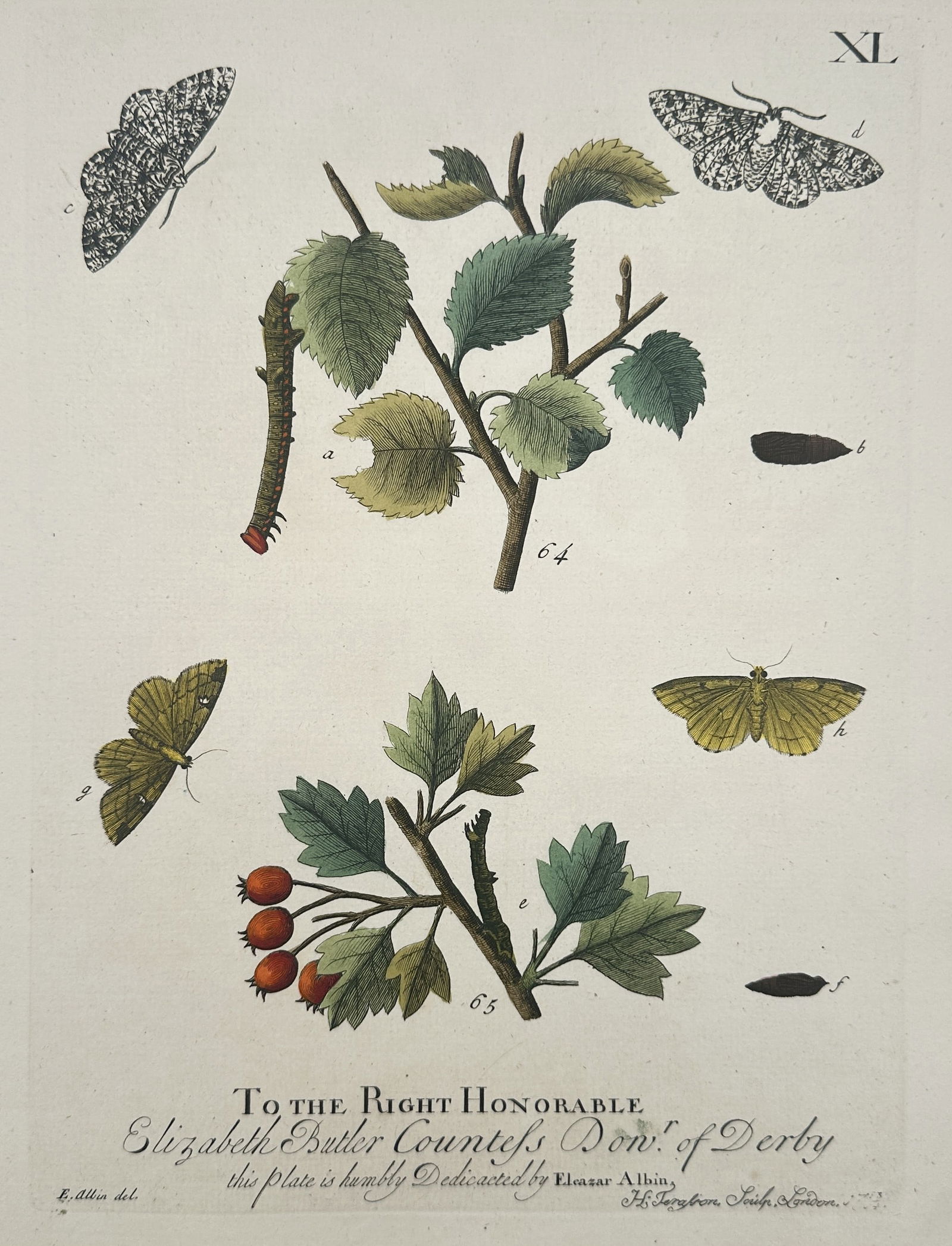 Eleazar Albin (1680–1742) – Entomological Study of Moths and Larvae (1 of 2)