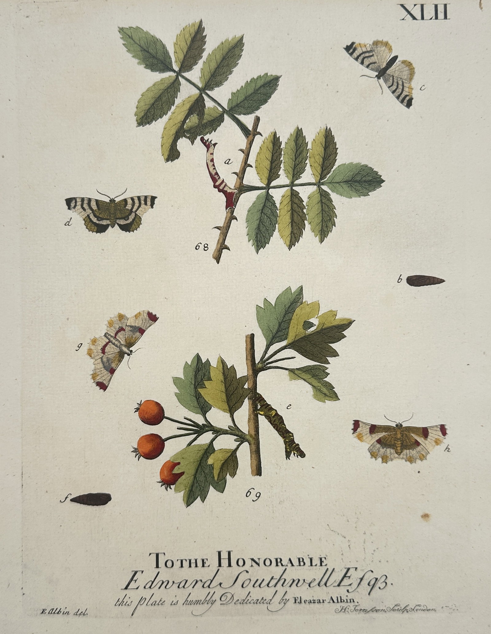 Eleazar Albin (1680–1742) – Entomological Study of Moths and Larvae: "Moths and Larvae" presents a natural history study of several insect species depicted alongside their larval and pupal stages on botanical cuttings. The upper portion of the composition features a re