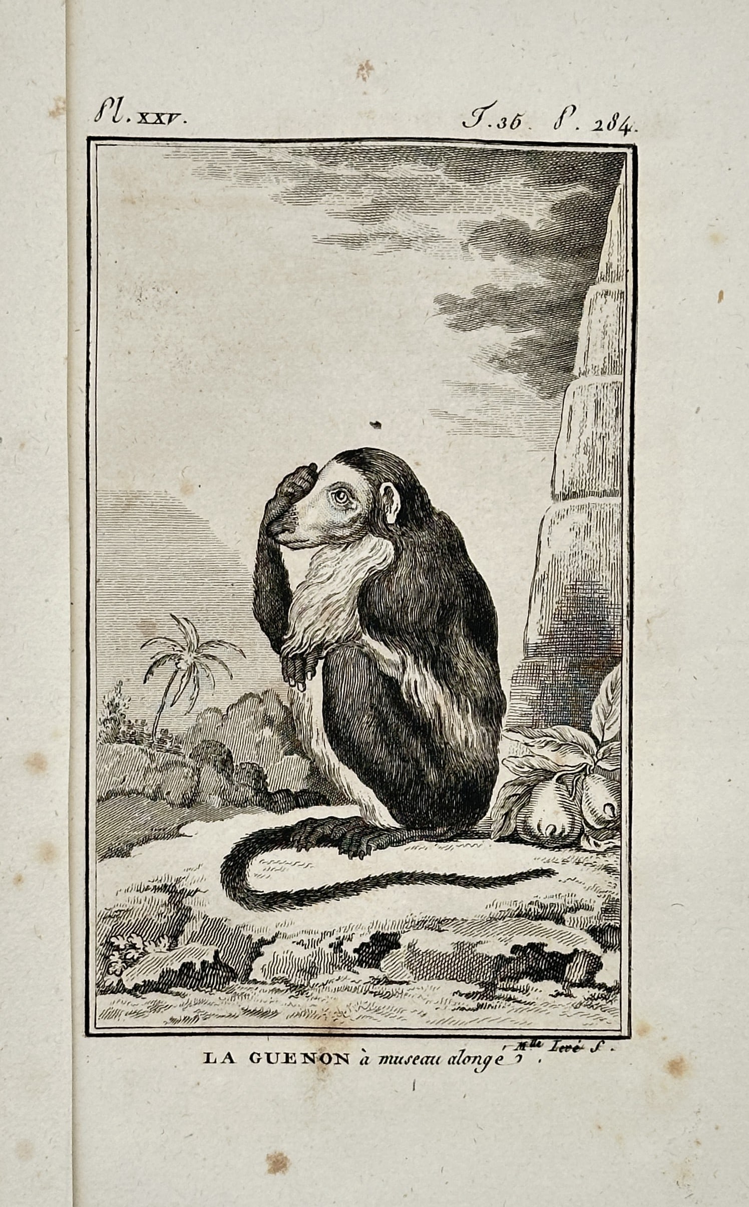 Georges-Louis Leclerc, Comte de Buffon (1707–1788) – Portrait of a Long-nosed Monkey –: "La Guenon à museau alongé" depicts a long-nosed monkey seated in a naturalistic landscape. The primate is shown in profile, resting on a rocky outcrop with a long tail extending behind it. The back