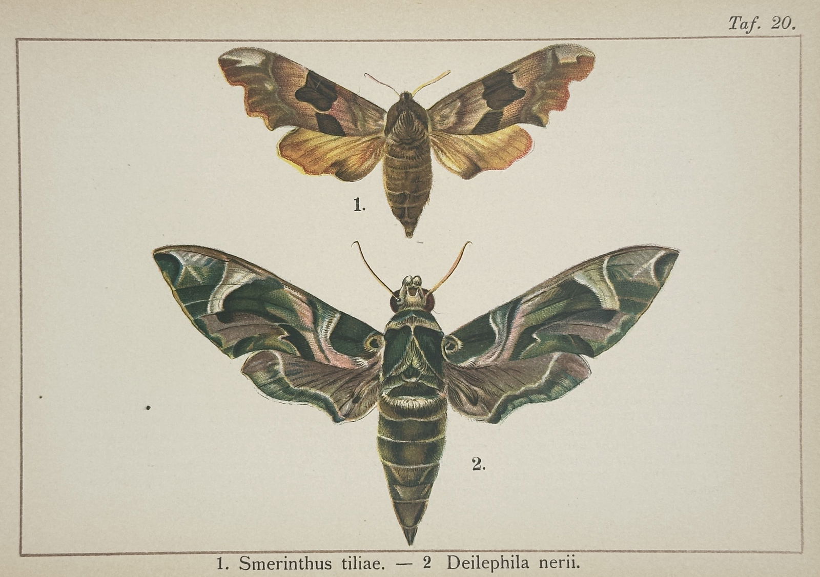 Gottfrid Adlerz (1858–1918) – Lime Hawk-moth and Oleander Hawk-moth (1 of 2)