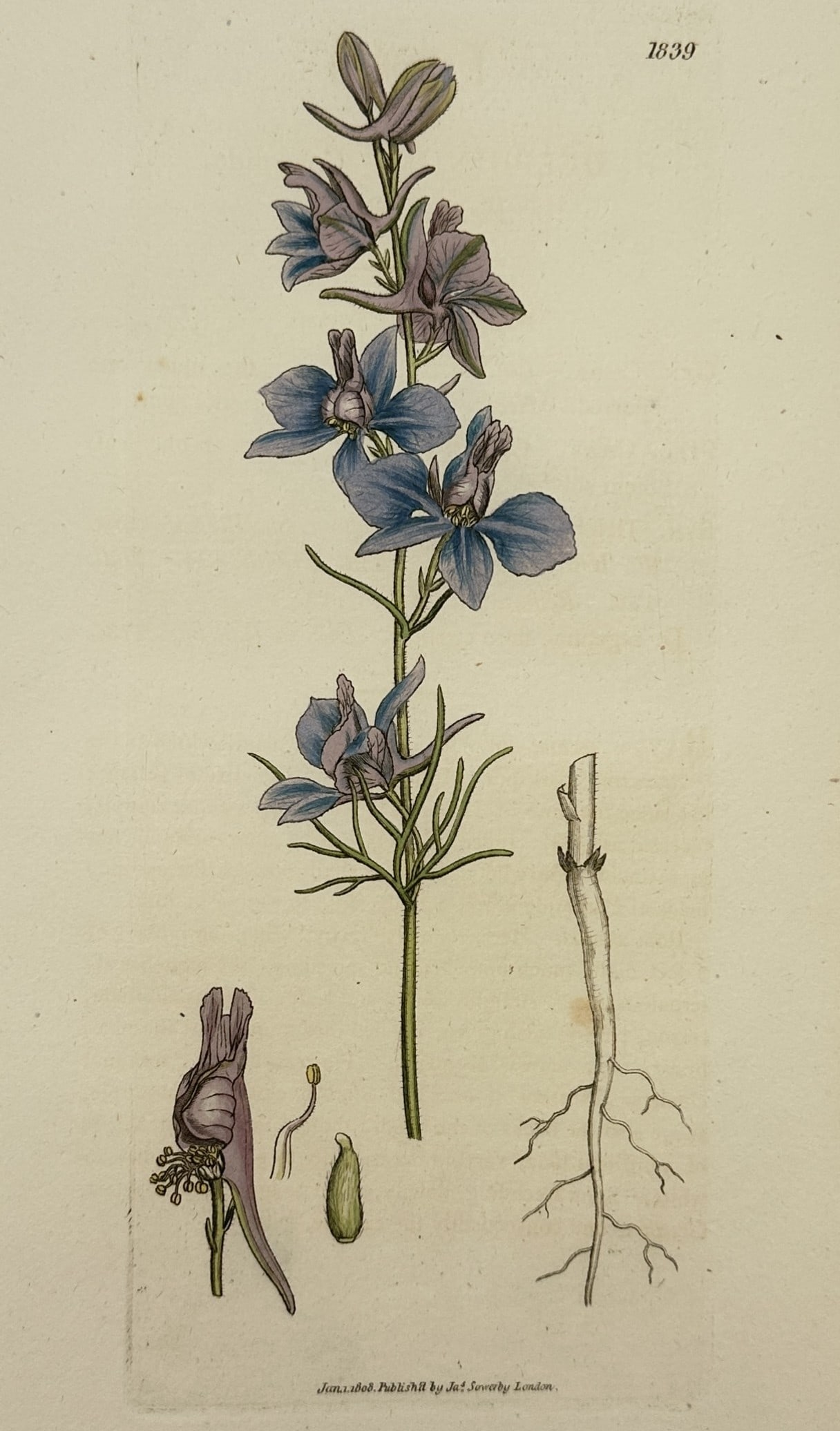 James Sowerby (1757–1822) – Botanical Study of the Field Larkspur – Hand-coloured engraving: "Delphinium Consolida" presents a detailed botanical study of the field larkspur. The composition features a central slender stem bearing several deeply divided, linear leaves and a vertical raceme of