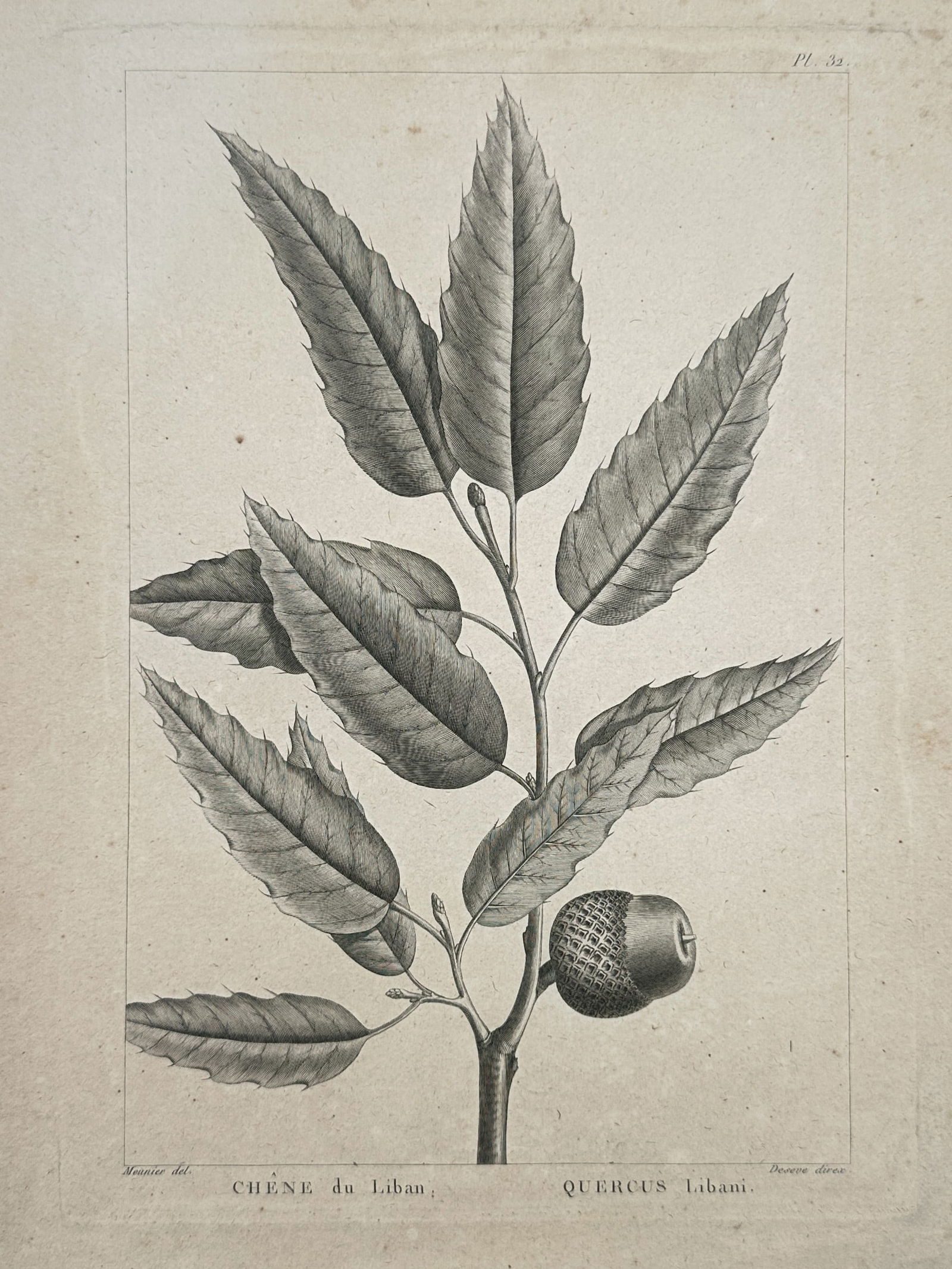 Jean-Baptiste Meunier (1821–1900) – Botanical Study of Lebanon Oak – Engraving (19th Century): "CHENE du Liban / QUERCUS Libani" presents a detailed botanical illustration of a Lebanon Oak branch. The composition features a central stem with several lanceolate, serrated leaves characterized by
