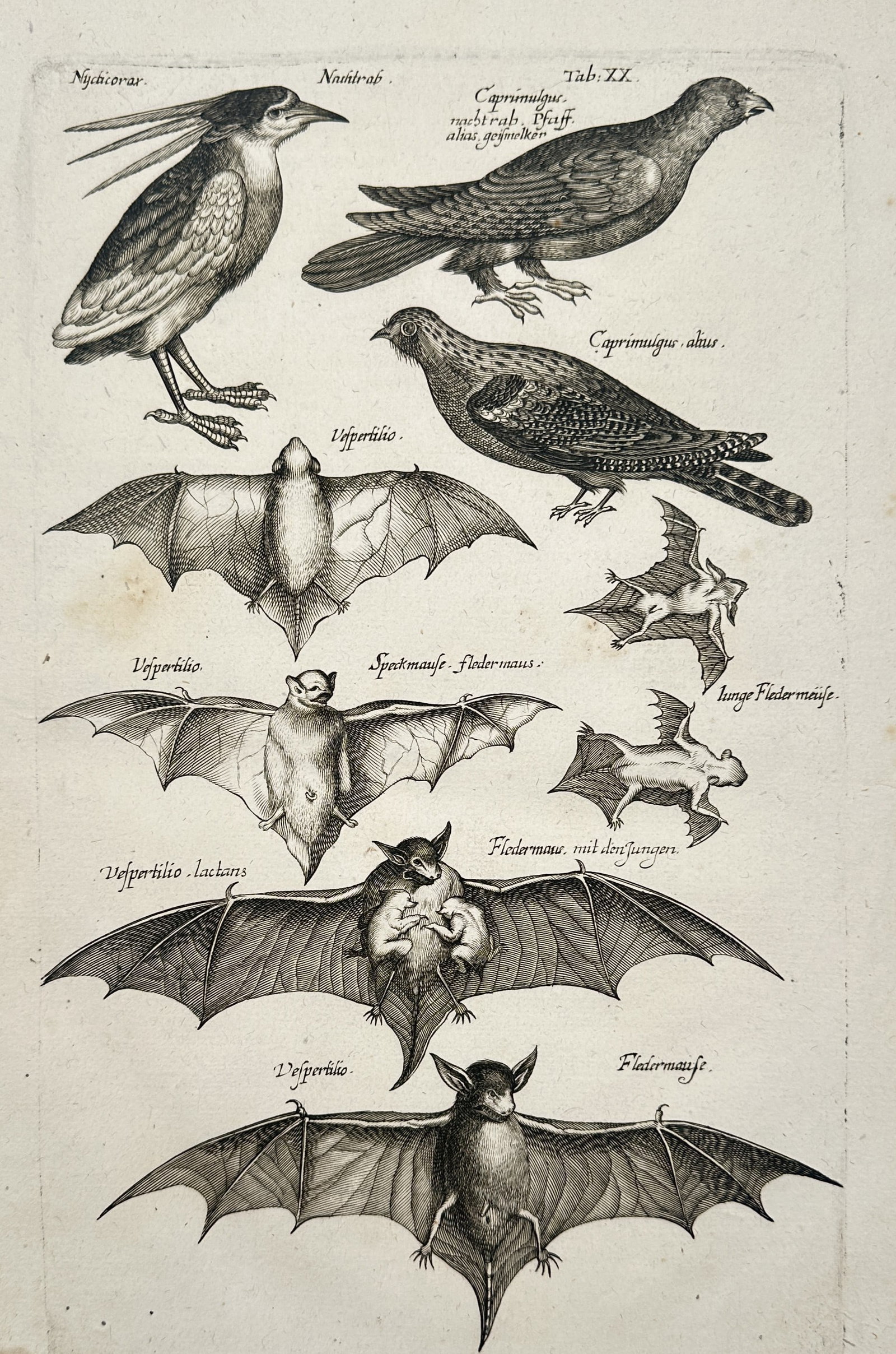 Johannes Jonstonus (1603–1675) – Anatomical Study of Bats and Nocturnal Birds – Copper: "Studies of Bats and Nocturnal Birds" depicts several species of nocturnal animals, featuring various bats in flight and at rest, alongside birds like the night heron and nightjar. The composition inc