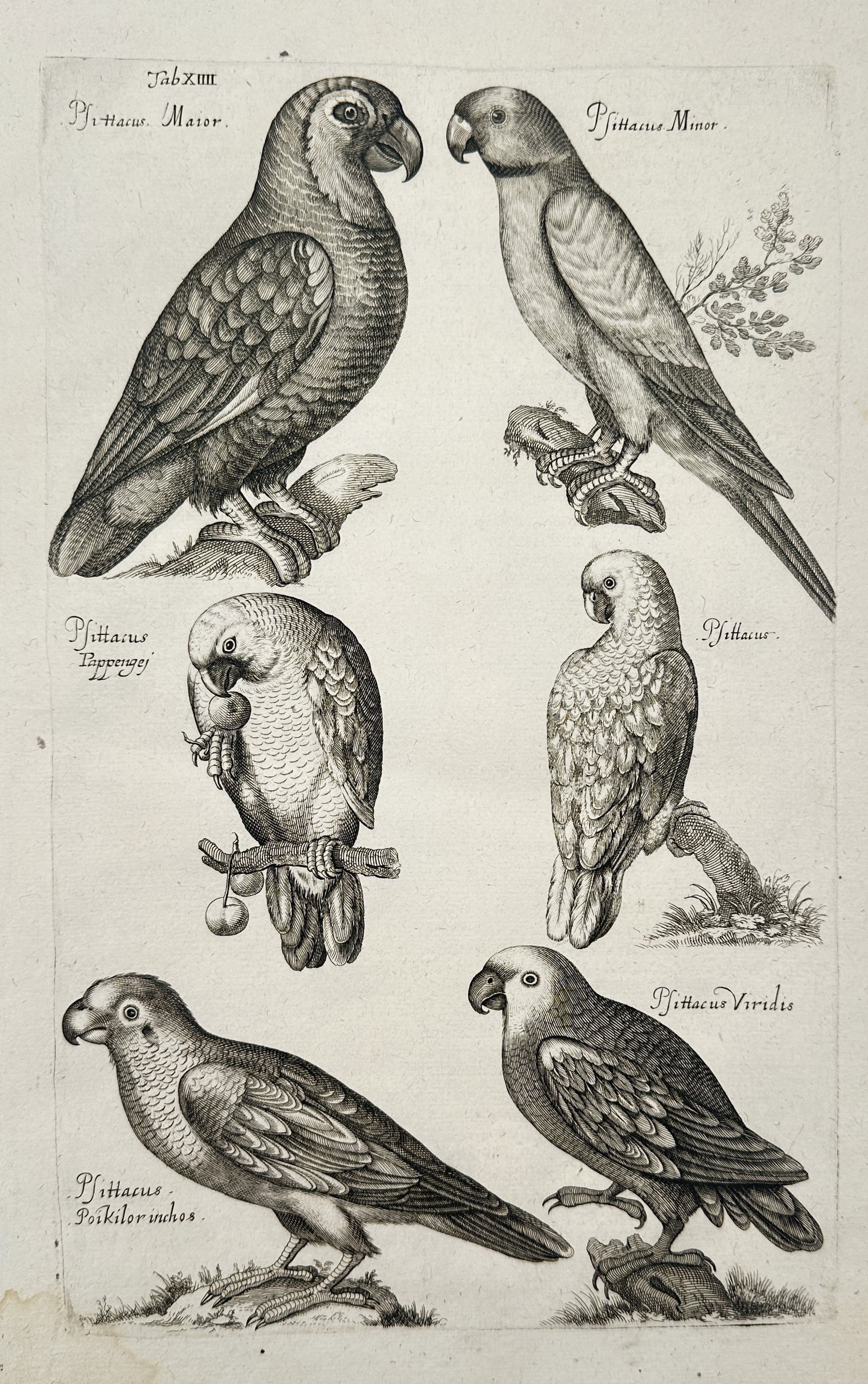 Johannes Jonstonus (1603–1675) – Comparative Study of Various Parrot Species – Copper: "Studies of Parrots" depicts several species of parrots and parakeets, including Psittacus Major, Psittacus Minor, and Psittacus Viridis, perched on branches. This copper engraving is from the influen