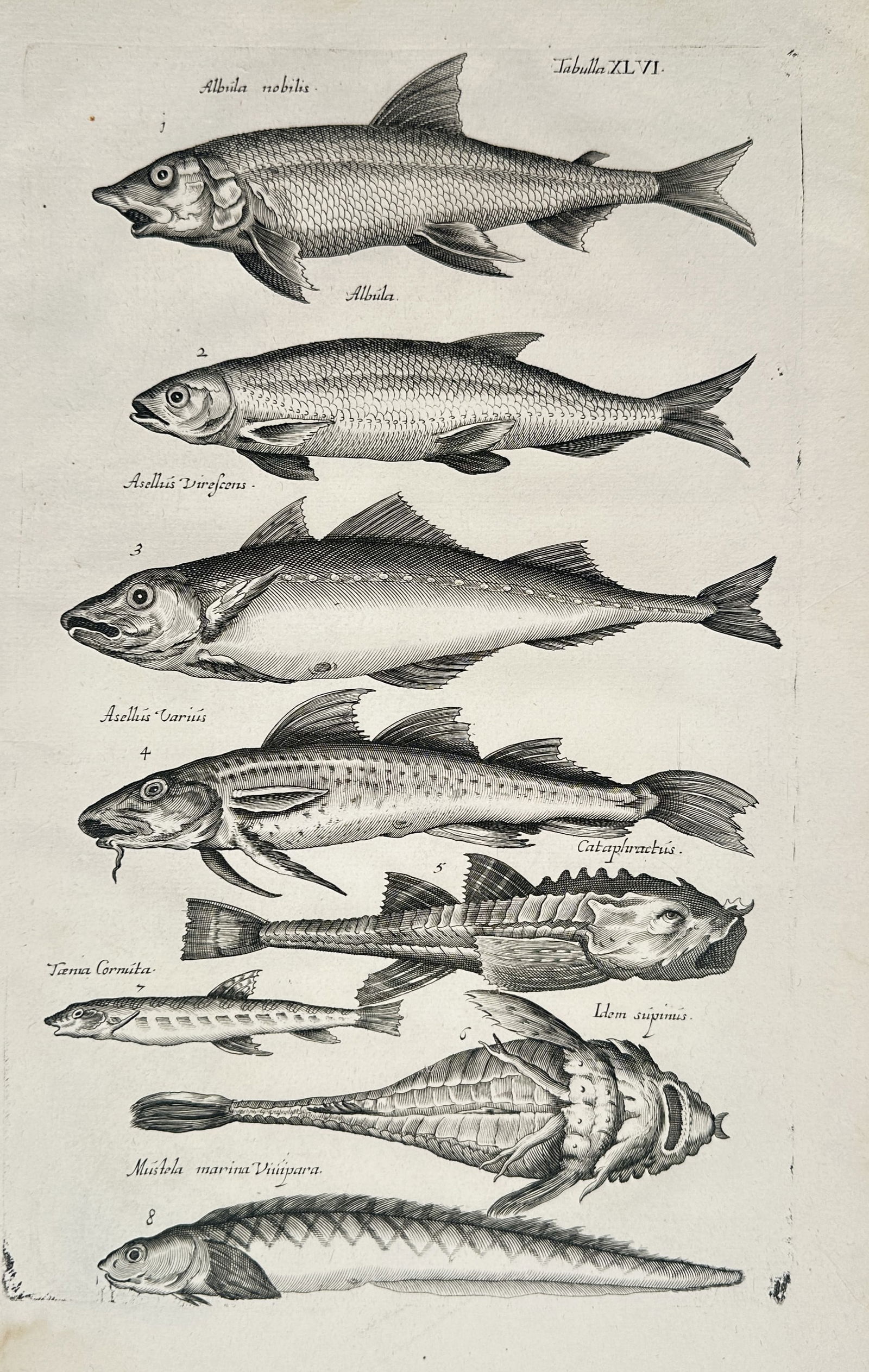 Johannes Jonstonus (1603–1675) – Ichthyological Study of Marine Fish Species – Copper (1 of 2)