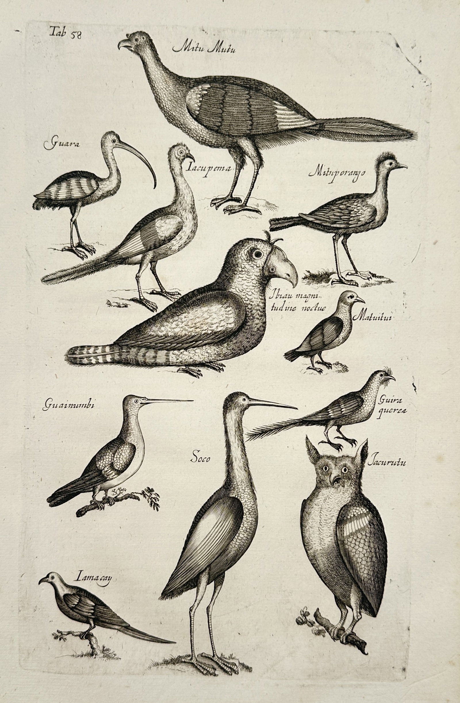 Johannes Jonstonus (1603–1675) – Natural History Study of Brazilian Avifauna: "Studies of Brazilian Birds" depicts a variety of birds native to Brazil, featuring species such as the Mituporanga, the Ibiacu, and the Jacurutu owl. This copper engraving is from the work Historiae