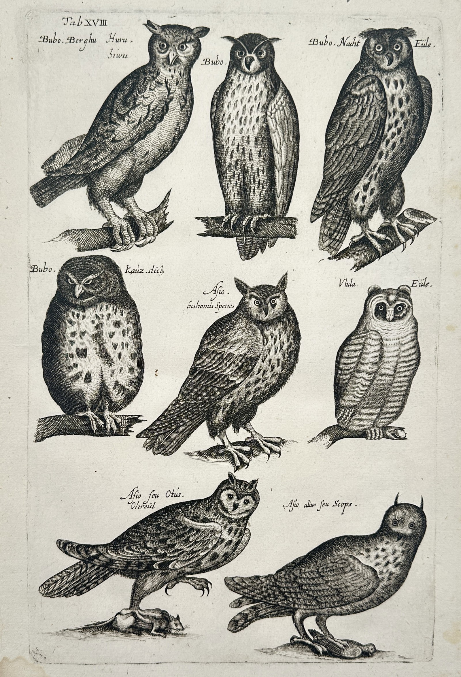 Johannes Jonstonus (1603–1675) – Ornithological Study of Owl Species: "Studies of Owls" depicts several species of owls perched on branches, including the great horned owl, the long eared owl, and the little owl. The birds are shown in various frontal and profile views,