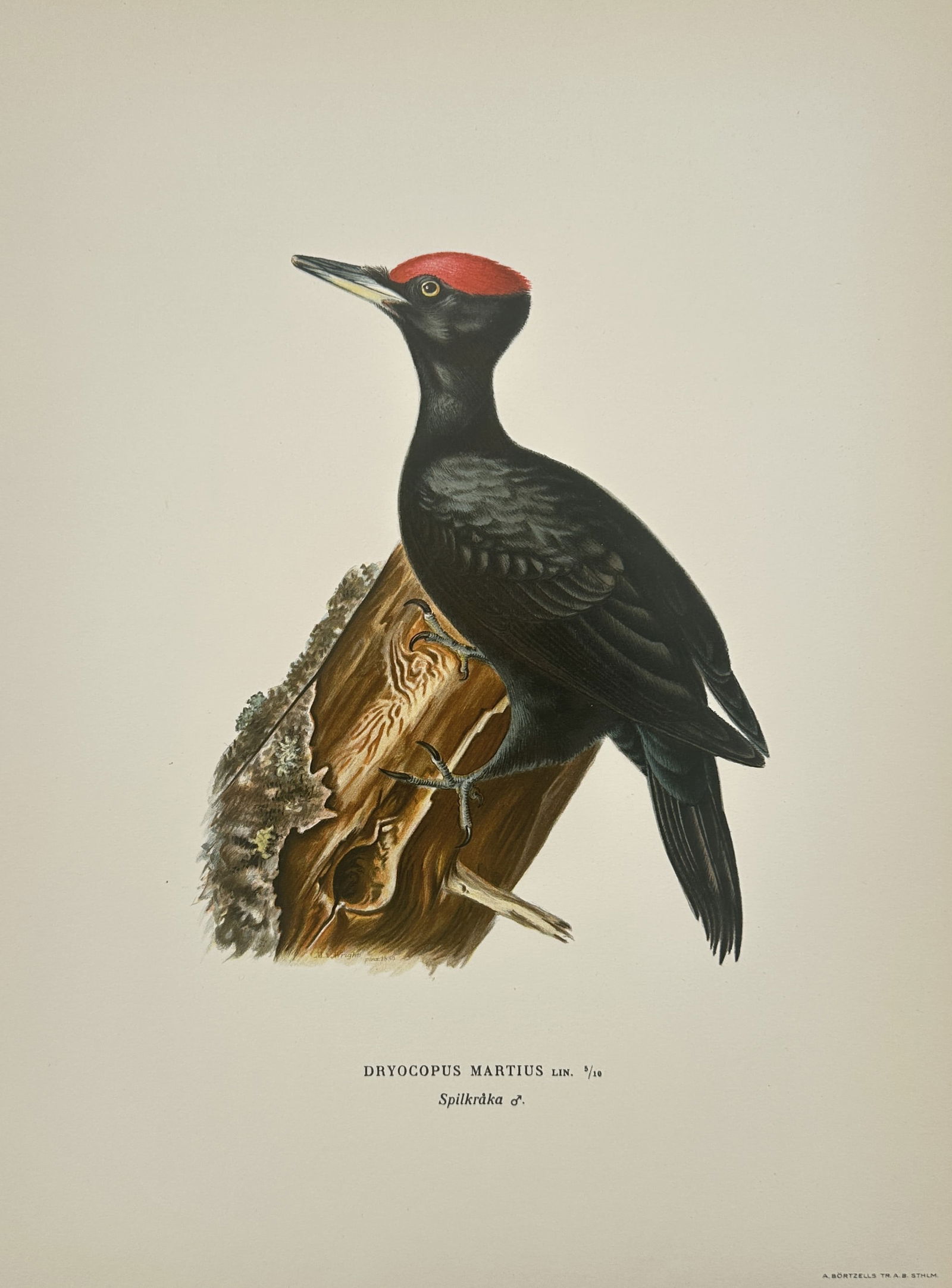 Magnus von Wright (1805–1867) – Black Woodpecker (Dryocopus martius) – Chromolithograph (1 of 2)
