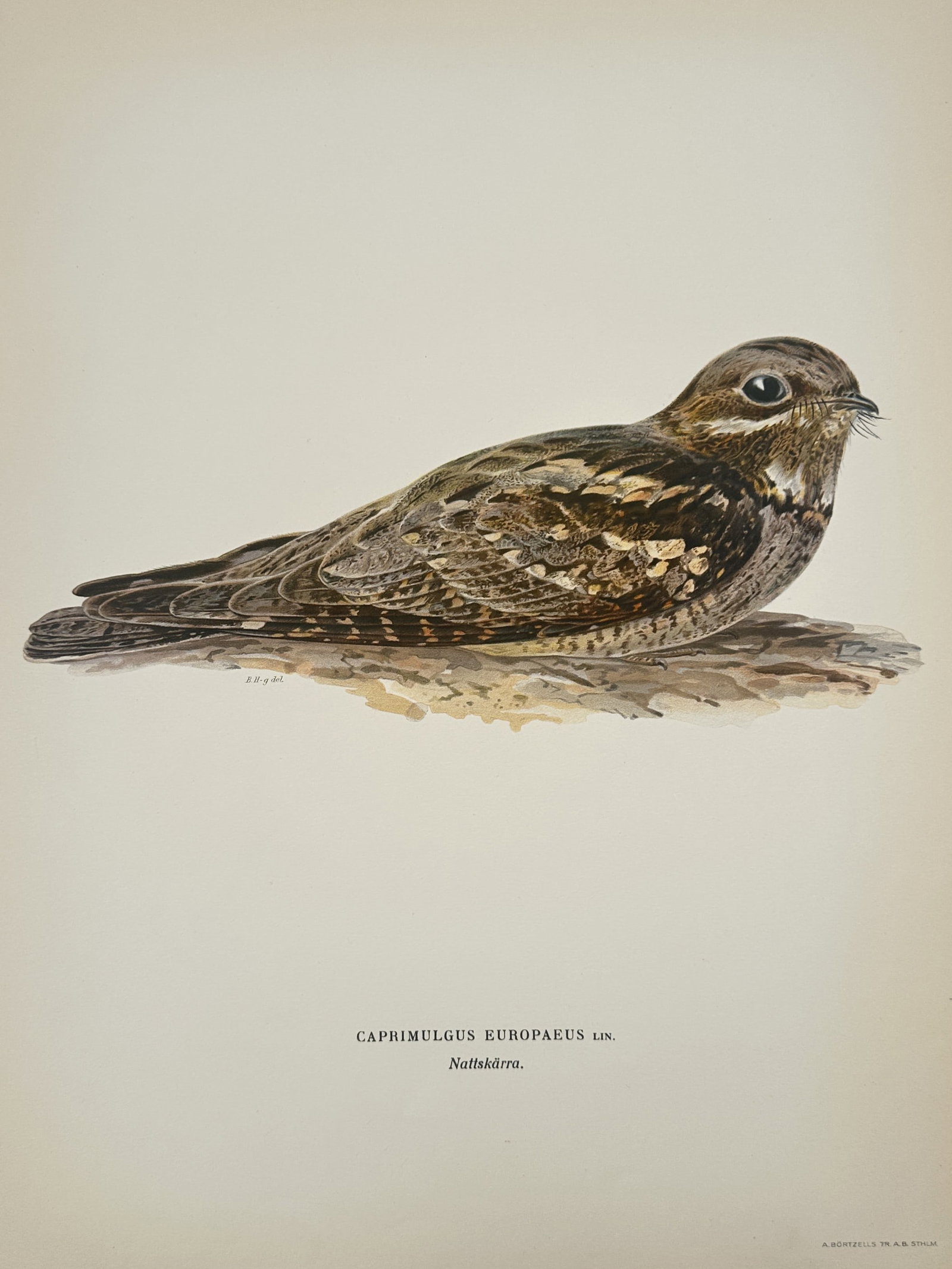 Magnus von Wright (1805–1867) – European Nightjar (Caprimulgus europaeus) – Chromolithograph: "Caprimulgus europaeus" presents a detailed ornithological study of a European Nightjar resting on a textured, bark-covered surface. The bird is depicted in profile, highlighting its cryptic plumage c