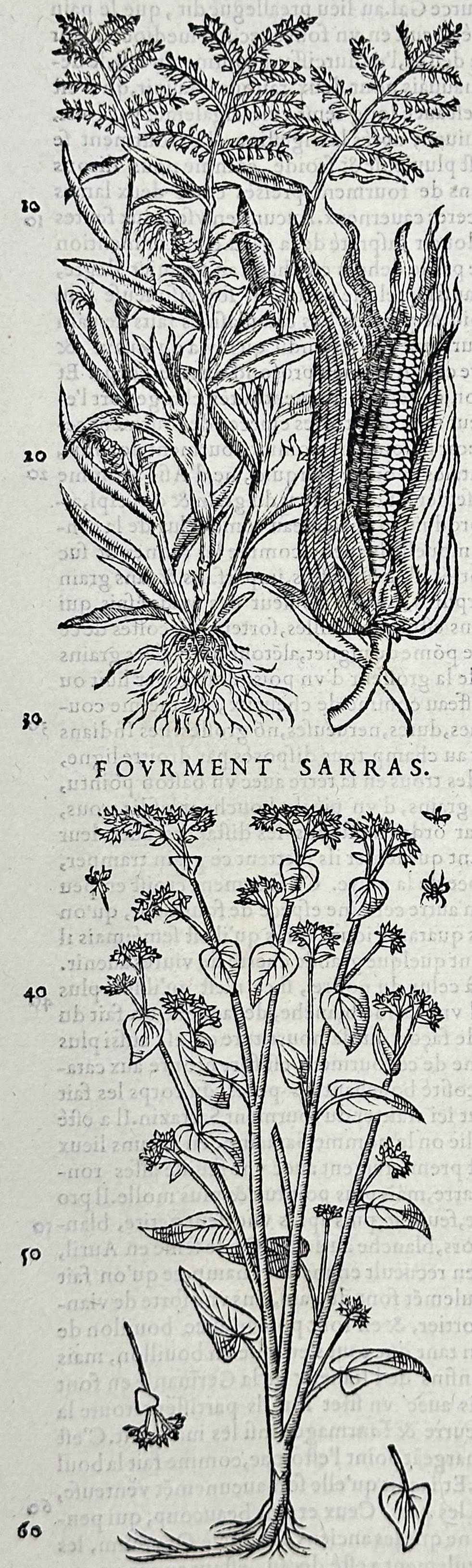 Pietro Andrea Mattioli (1501-1577) – Cereal Plant Illustration – Engraving (1561): "L'ORGE." The image shows the stalk, leaves, and seed head of a barley plant. This engraving is from a commentary on the medical work of Dioscorides, published in Lyon in 1561. The text surrounding th
