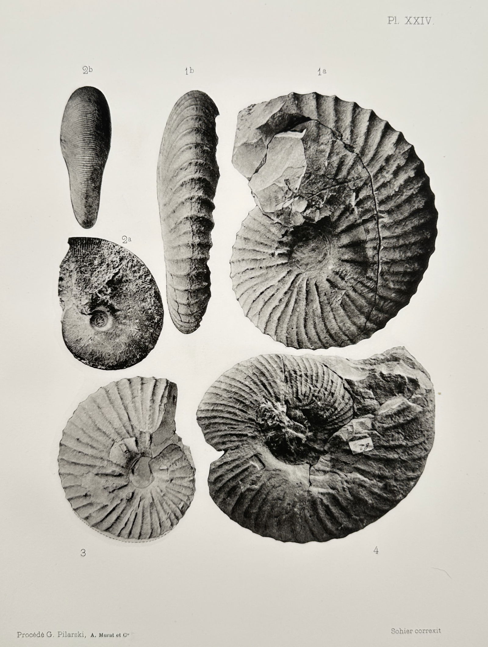 Albert de Grossouvre (1849-1932) – Paleontological Study of Ammonite Fossils (1 of 2)