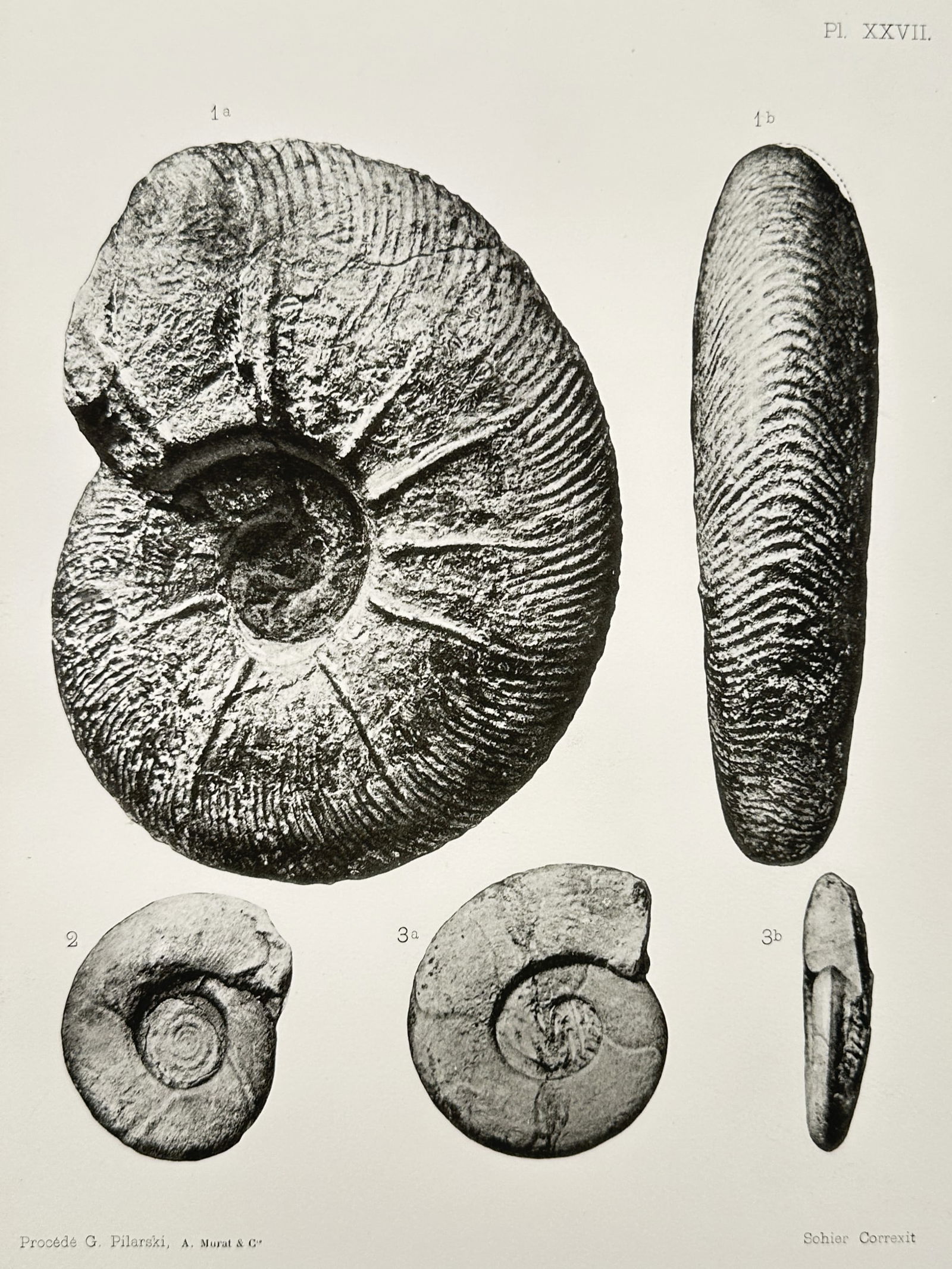 Albert de Grossouvre (1849-1932) – Ammonite Fossil Specimens – Lithograph (1894) (1 of 2)