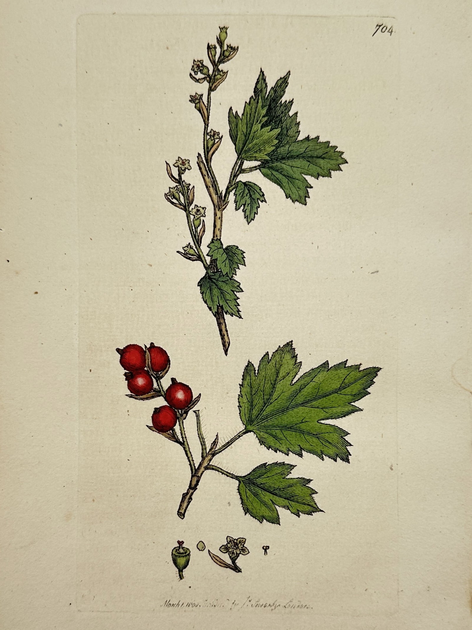 James Sowerby (1757–1822) – Ribes rubrum (Red Currant) – Hand-coloured engraving: "Ribes rubrum." This hand-coloured copperplate engraving depicts the botanical features of the red currant, including flowering stems, detailed leaves, and clusters of ripe red fruit. The plate also f