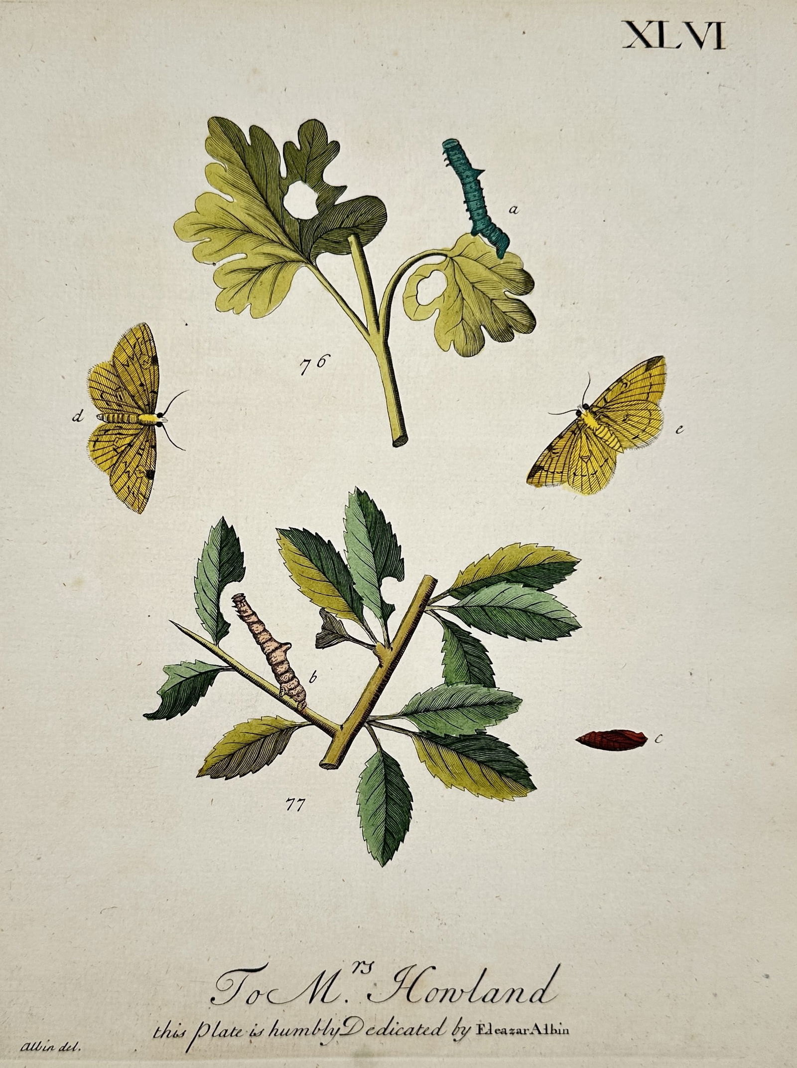 Eleazar Albin (1690–1742) – Plate XLVI: Botanical and Entomological Study – Hand-coloured (1 of 2)
