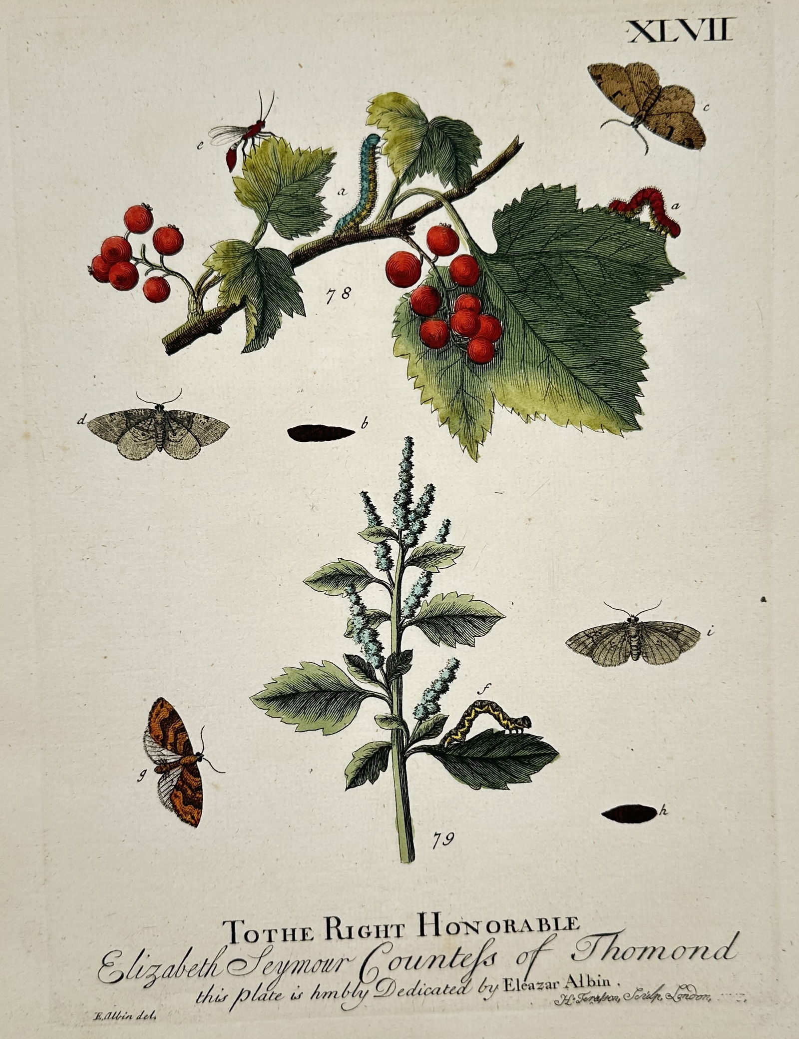Eleazar Albin (1690-1742) – Plate XLVII: Botanical and Entomological Study – Hand (1 of 2)