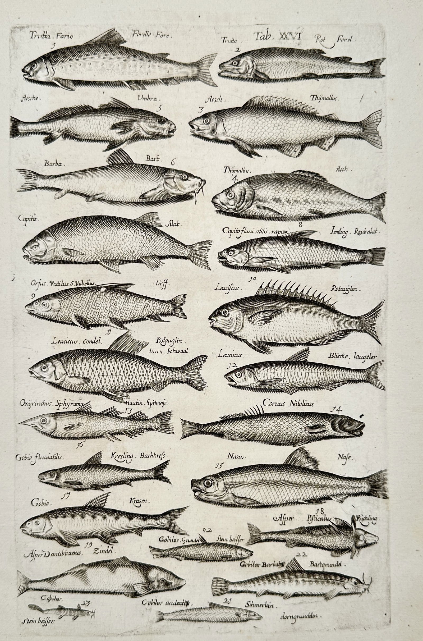 Joannes Jonstonus (1603-1675) – View of various freshwater fish species – Engraving (1653): "Tab XXVI" illustrates a comprehensive array of freshwater fish, including various trout, grayling, barbel, gudgeon, and loach species. It is a copperplate engraving. This print is from the natural hi