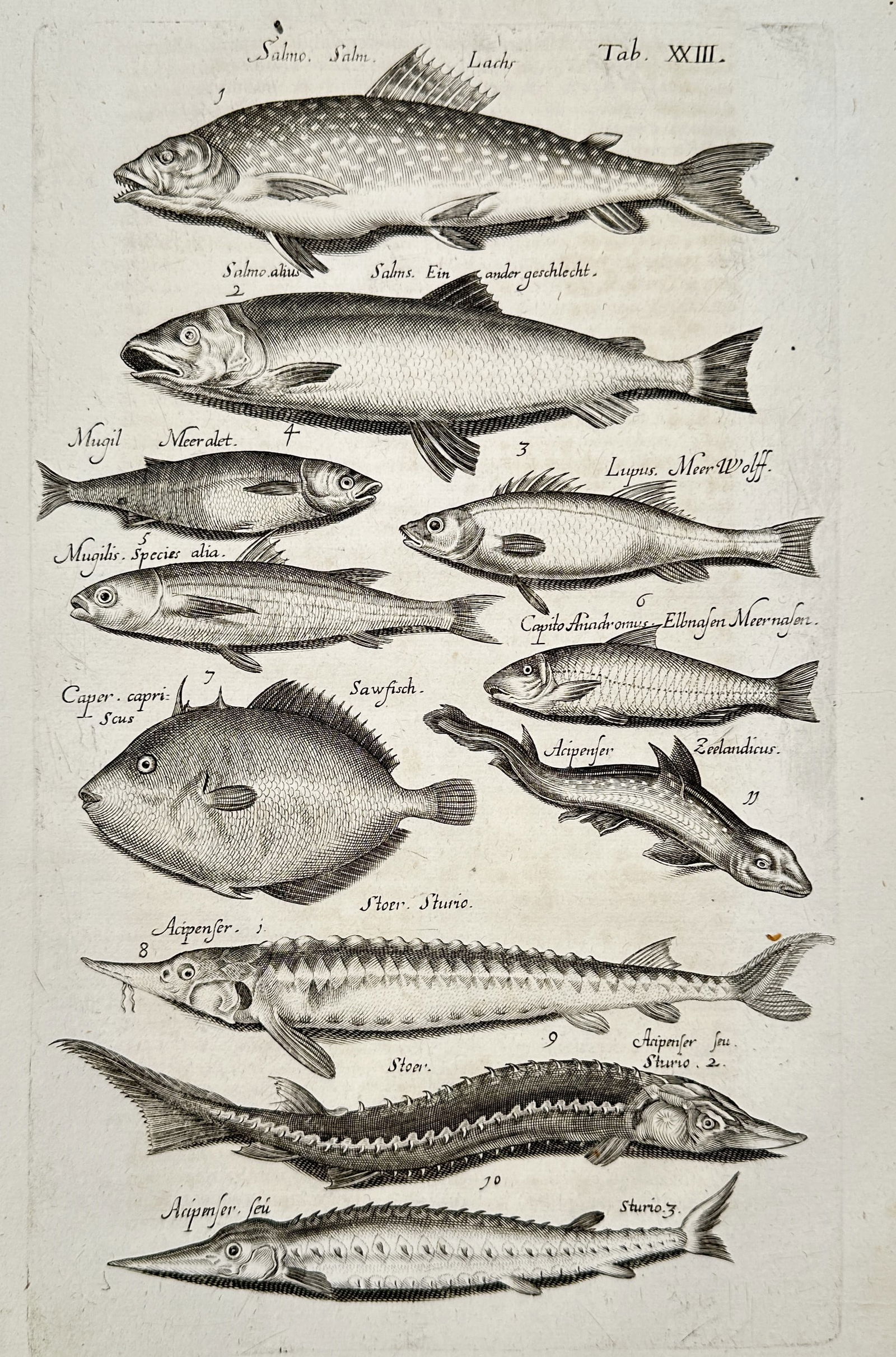 Joannes Jonstonus (1603-1675) – View of various fish species – Engraving (1653): "Tab XIII" depicts a variety of fish including salmon, sturgeon, and wolf fish. It is a copperplate engraving. This print is from the natural history volume Historiae Naturalis, published by Matthaeus
