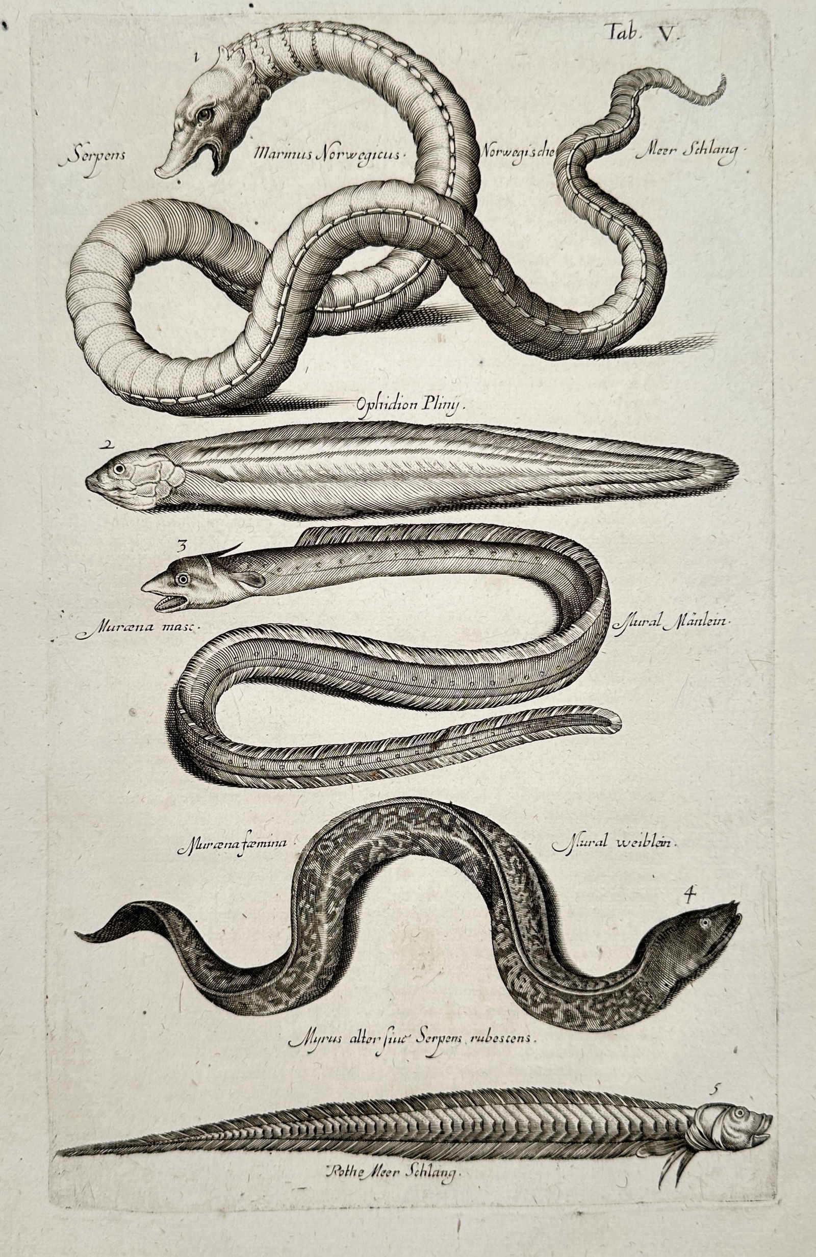 Joannes Jonstonus (1603-1675) – View of various eel and serpentine fish species – Engraving: "Serpens" illustrates various serpentine aquatic animals including eels and snake-like fish. This print is a copperplate engraving from the natural history volume Historiae Naturalis, published by Mat