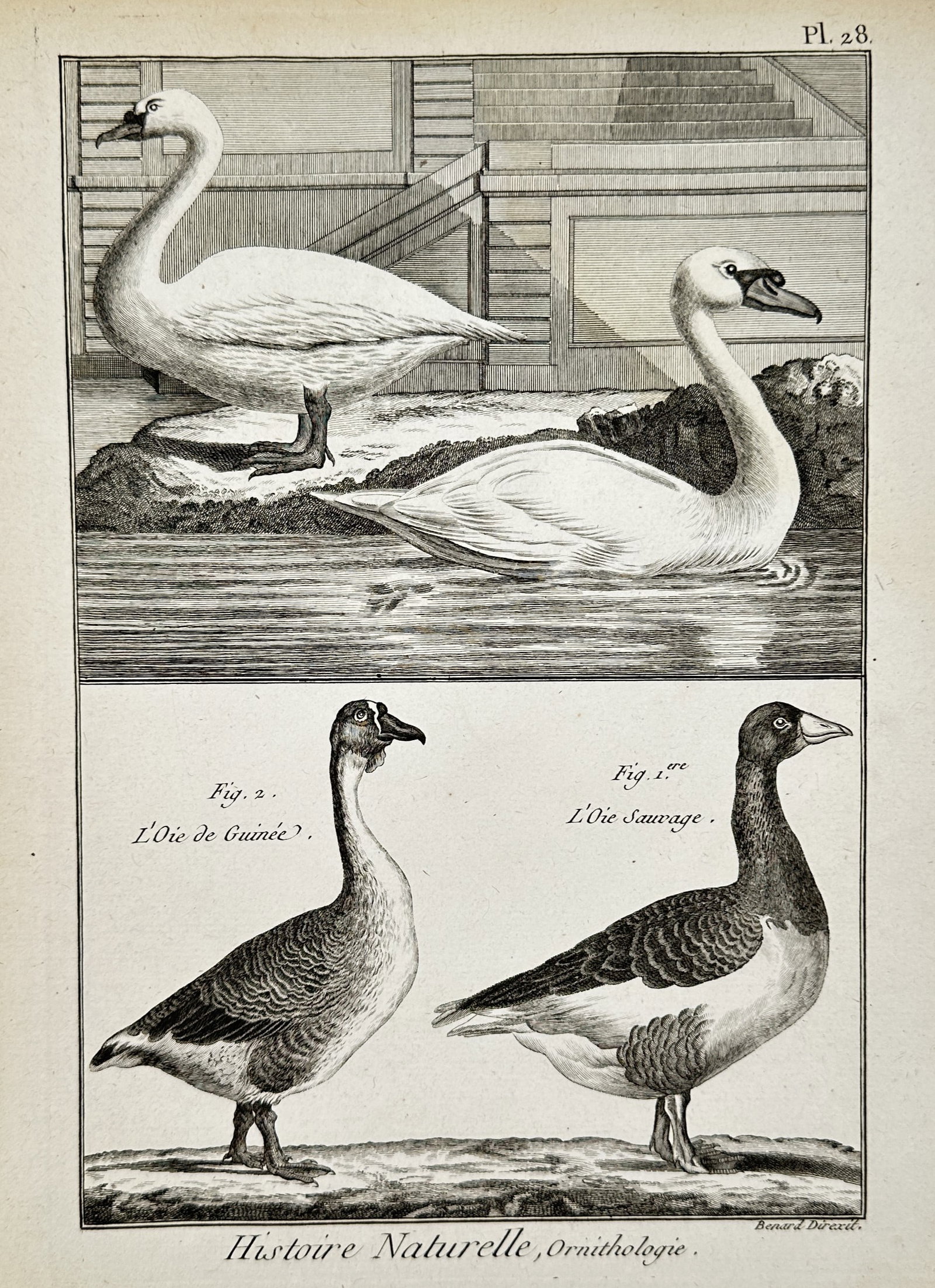 Robert Bénard (18th Century) – View of wild goose species – Engraving (18th Century): "Histoire Naturelle, Ornithologie" illustrates various species of geese, including wild geese and domestic varieties. This copperplate engraving serves as a scientific document intended to categorize