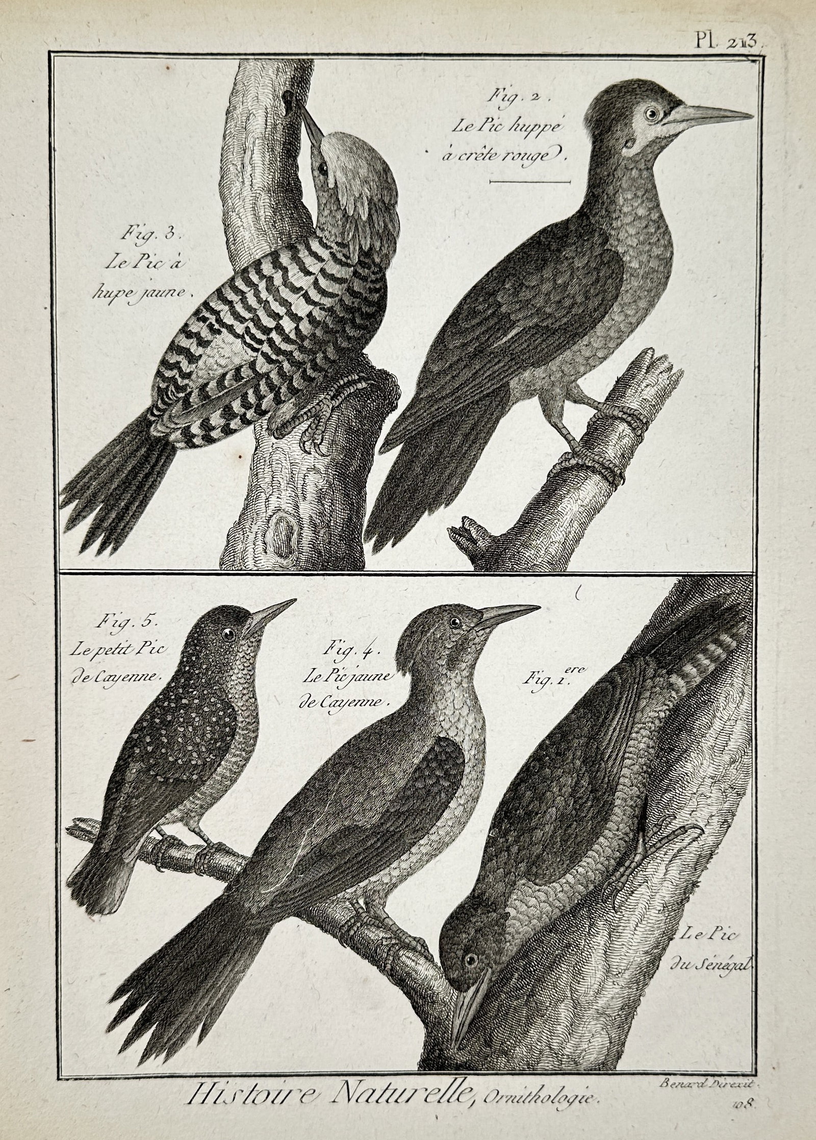 Robert Bénard (18th Century) - View of woodpeckers - Engraving (18th Century): "Histoire Naturelle, Ornithologie" depicts various species of woodpeckers observed in distinct poses. This engraving is part of a scientific natural history publication intended to record avian specie