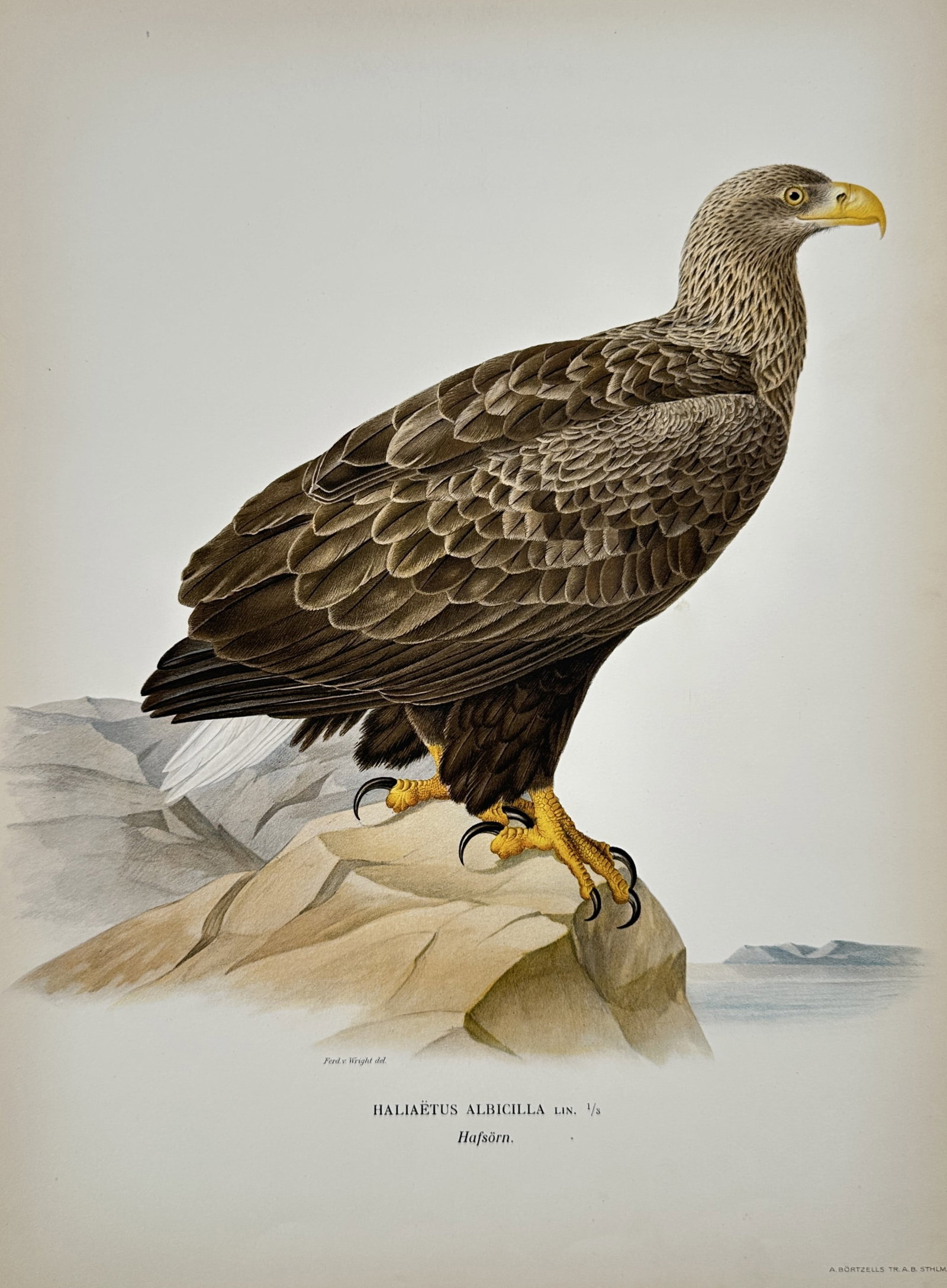 Magnus von Wright (1805-1868) – View of a White-tailed Eagle – Chromolithograph (1920s): "Haliaëtus Albicilla" depicts the white-tailed eagle, shown perched on a rocky cliff. This chromolithograph is part of a series documenting Nordic avian species. The print was published by A. Börtze