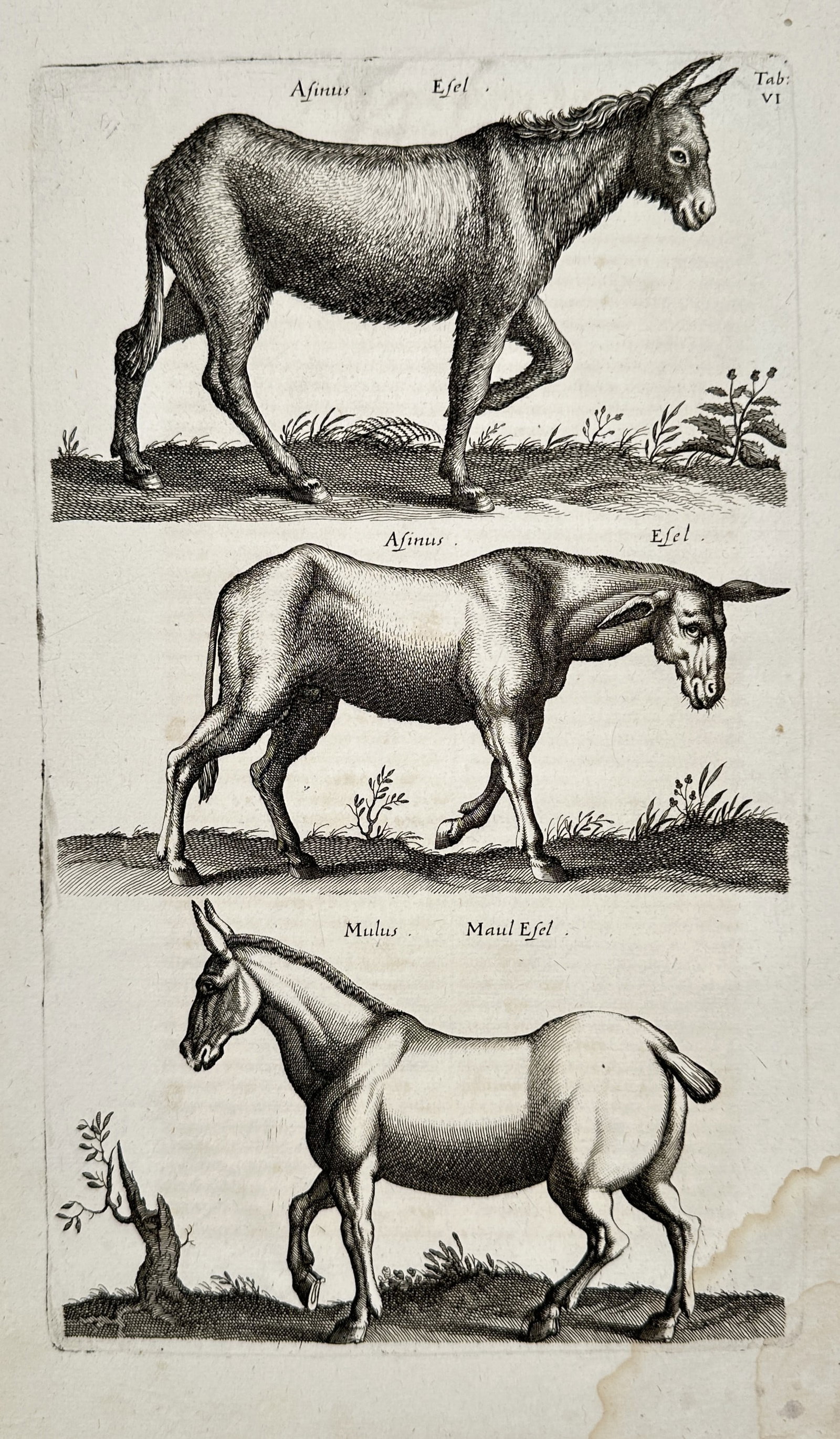 Joannes Jonstonus (1603-1675) - Equine Studies - Engraving (1653): "Afinus" and "Mulus" illustrates donkeys and a mule. This engraving originates from the work Historiae Naturalis de Quadrupedibus, published by Matthaeus Merian in Frankfurt in 1653. The plate, marked