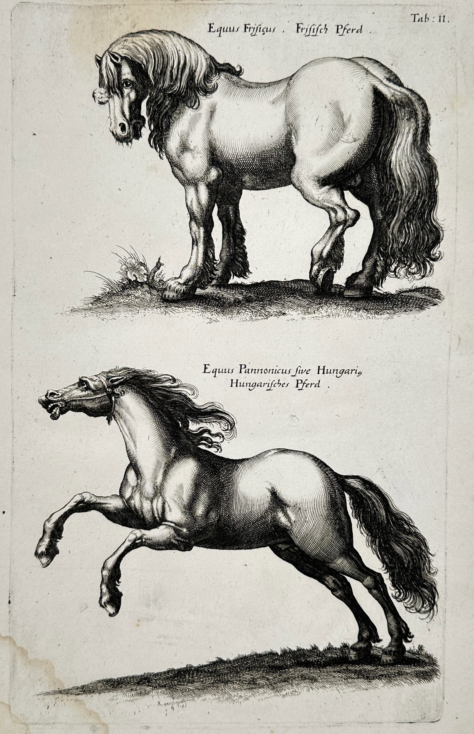 Johannes Jonstonus (1603–1675) – Studies of Frisian and Hungarian Horses – Copper engraving: "Equus Frisicus" and "Equus Pannonicus sive Hungaricus." This seventeenth-century copper engraving features two distinct equine studies positioned vertically. The upper section depicts a Frisian horse