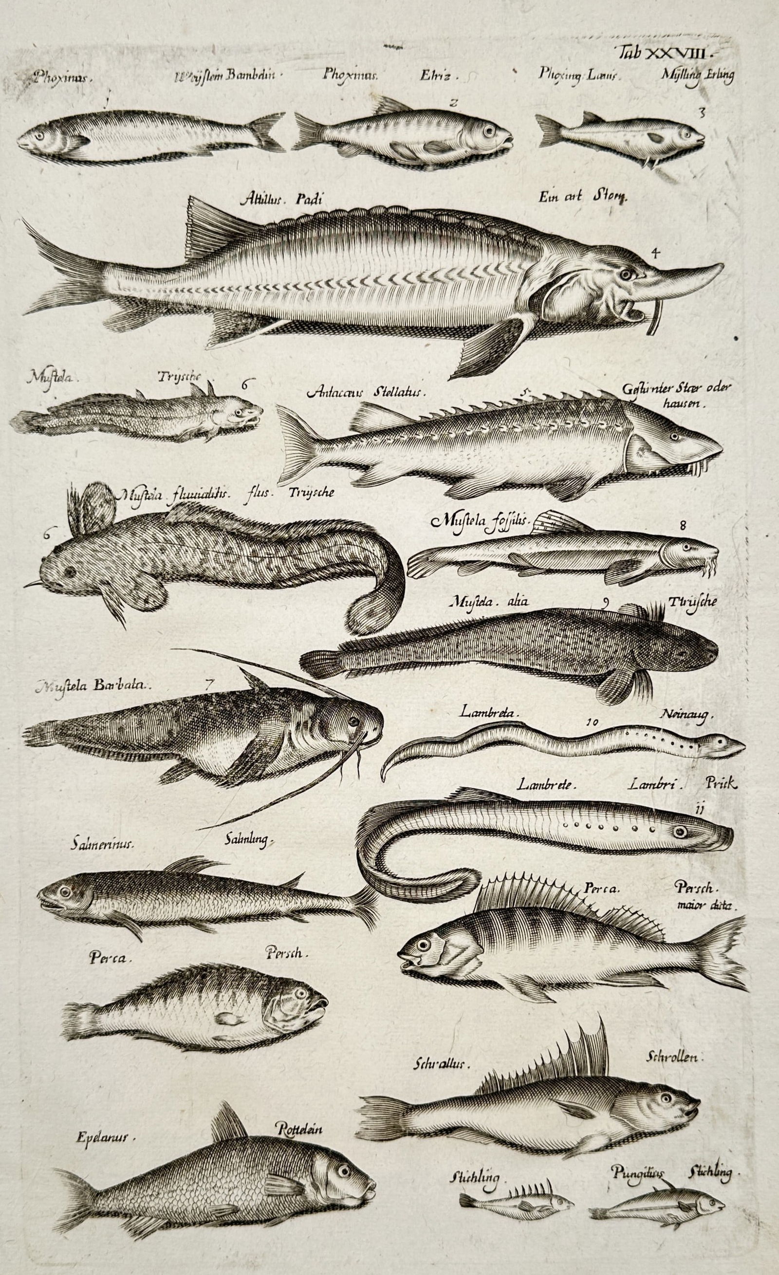 Johannes Jonstonus (1603–1675) – Studies of Various Fish Species Including Sturgeon and Perch (1 of 2)