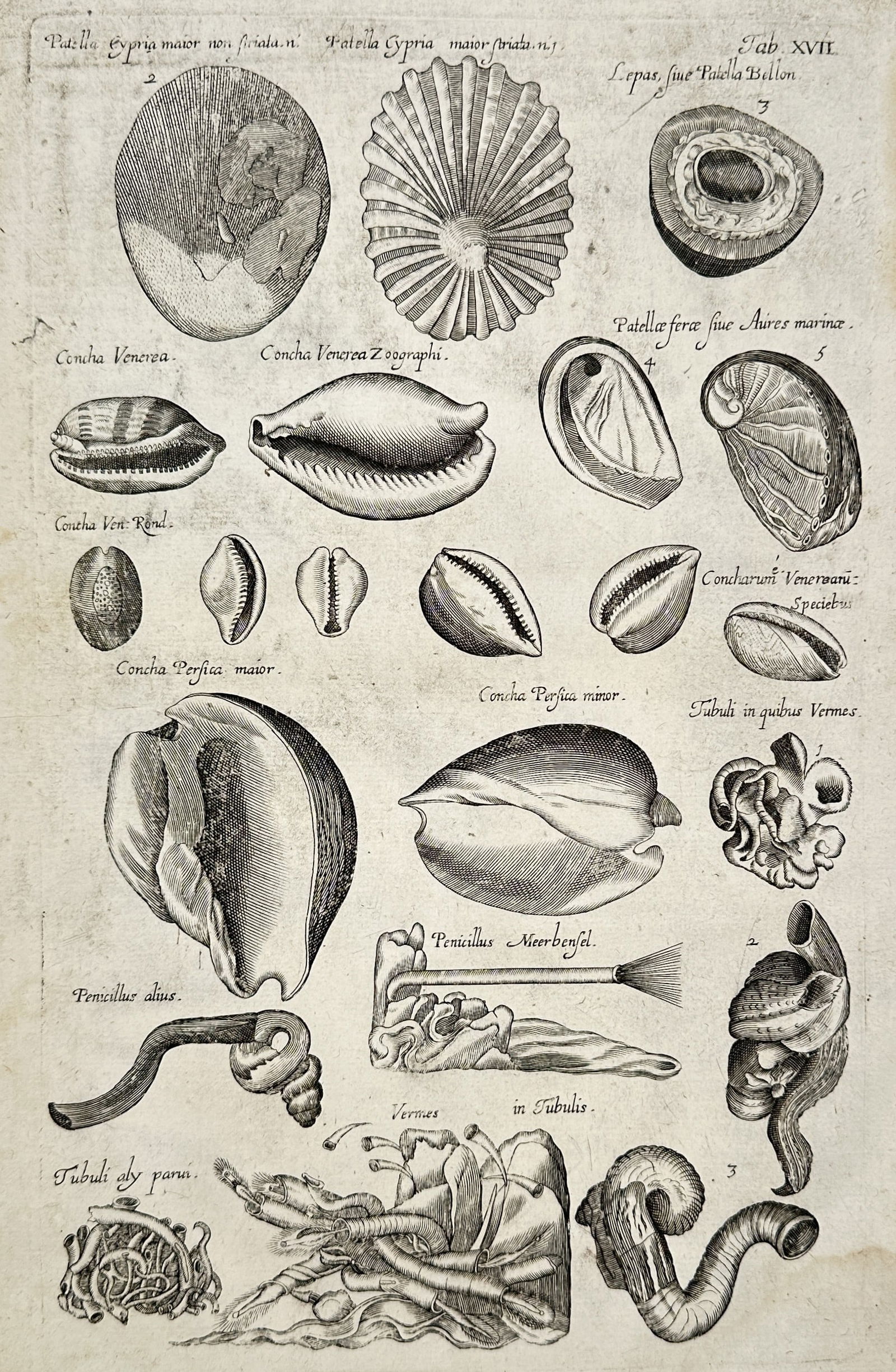 Johannes Jonstonus (1603–1675) – Studies of Seashells and Marine Tubeworms – Copper engraving (1 of 2)