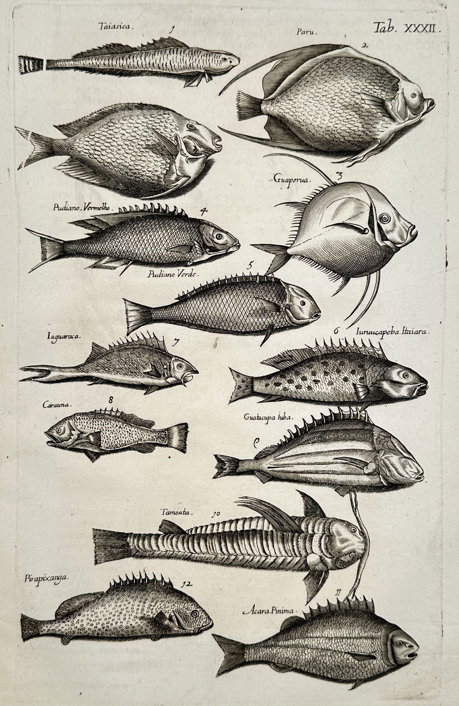 Johannes Jonstonus (1603–1675) – Studies of Exotic Tropical Fish Species – Copper engraving: "Taiarica, Paru, Guaperua, and others." This seventeenth-century copper engraving illustrates a variety of exotic fish species, many of which are native to the tropical waters of the Americas and the