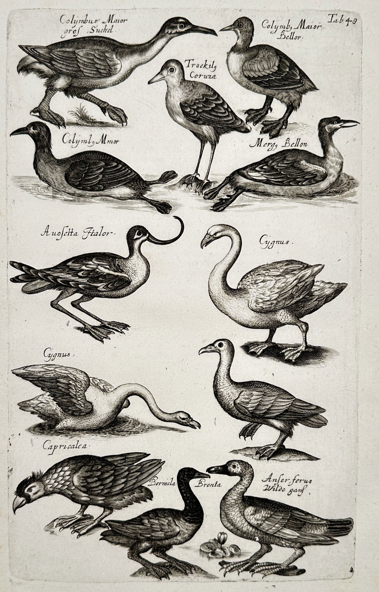 Johannes Jonstonus (1603–1675) – Studies of Waterfowl Including Swans, Geese, and Grebes: "Cygnus, Anser ferus, Colymbus, and others." This seventeenth-century copper engraving presents a detailed ornithological study of various waterfowl species. The composition features several rendering