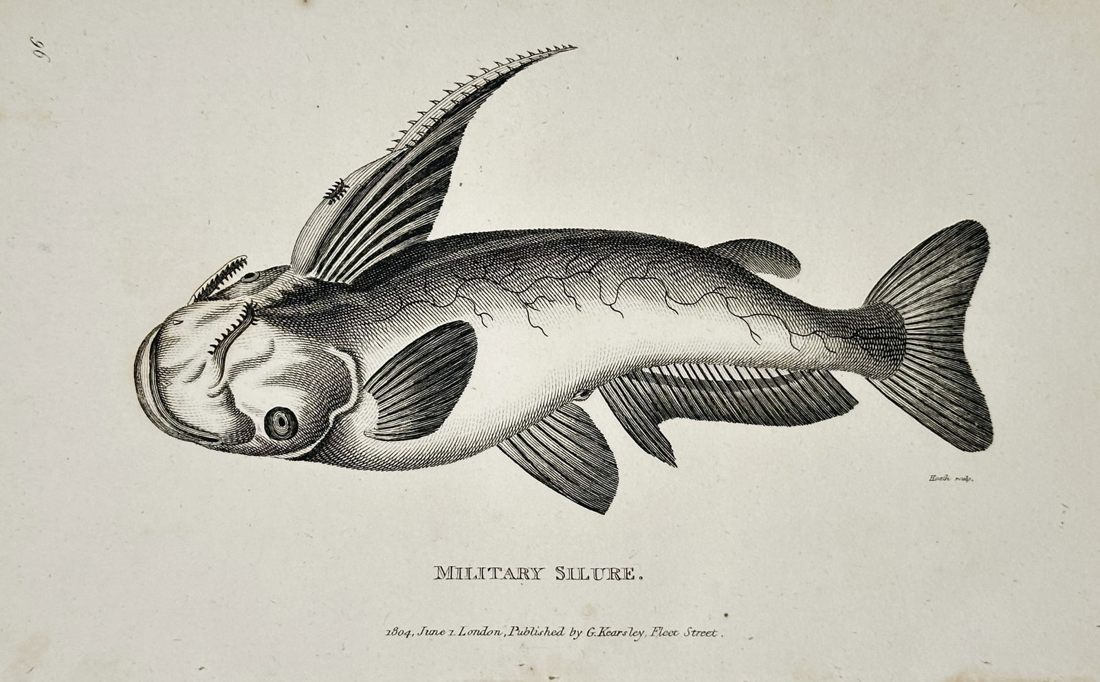 George Shaw (1751-1813) – Military Silure – Engraving (1804): "Military Silure" depicts a species of catfish, characterized by its prominent dorsal spine and serrated fins. This engraving was published in London by G. Kearsley as part of General Zoology, or Syst