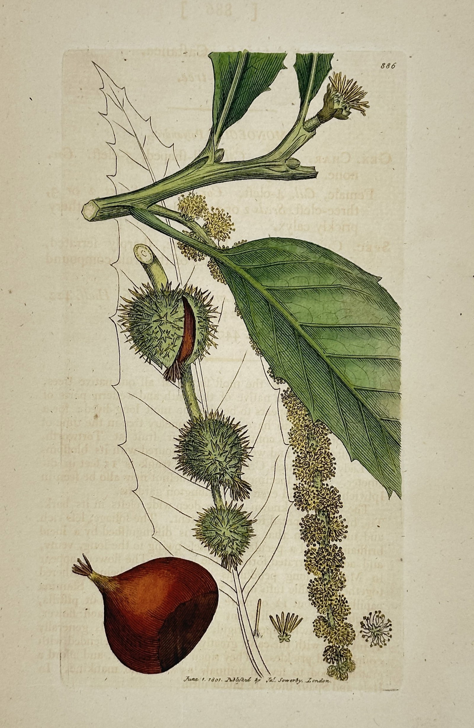James Sowerby (1757-1822) – Castanea Sativa – Hand-coloured engraving (1801): "Castanea Sativa" depicts a branch of the sweet chestnut tree, featuring its serrated leaves, catkins, spiny cupules, and a detailed nut. This hand-coloured engraving was published in London as part o