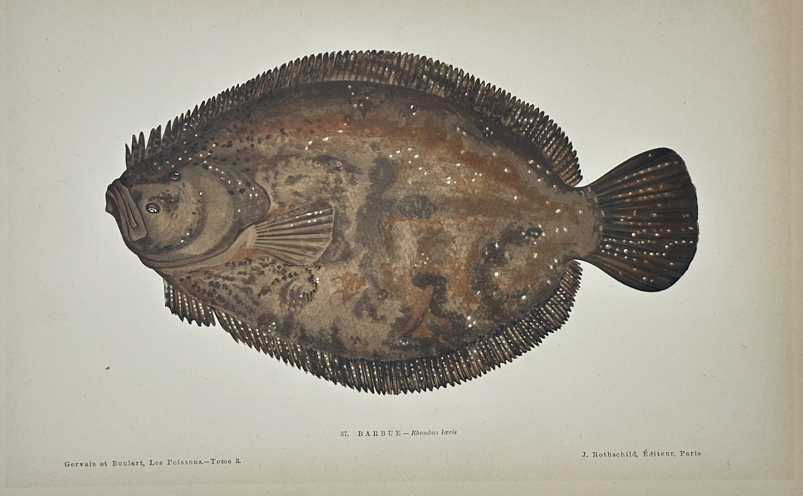 Jules Rothschild (publisher) – Barbue – Chromolithograph (1877) (1 of 2)