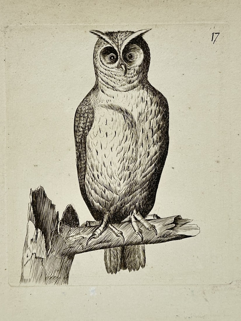 Unknown Artist (18th Century) – View of an Owl – Engraving (1750) (1 of 2)
