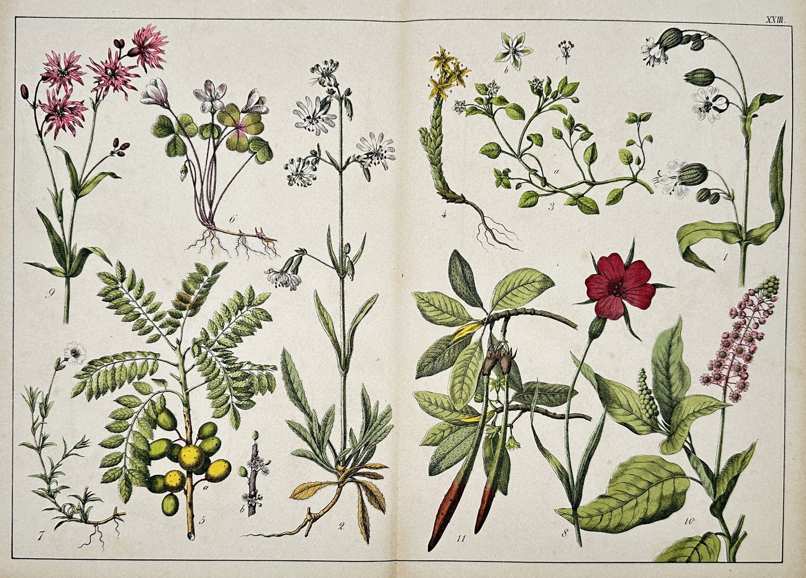 Gotthilf Heinrich von Schubert (1780–1860) – View of Various Flowering Plants (1 of 2)