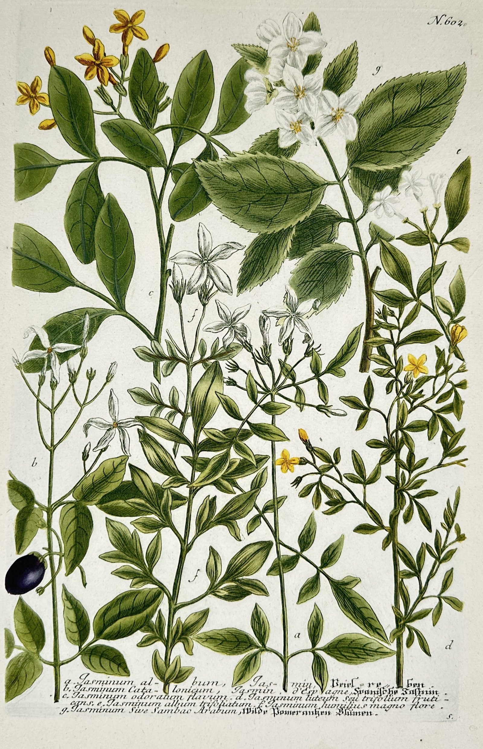 Johann Wilhelm Weinmann – View of Various Jasmine Species – Hand-coloured mezzotint engraving: "Jasminum" illustrates several varieties of the jasmine plant, including branches with yellow and white blossoms, various leaf structures, and a single dark berry. This hand-coloured mezzotint engravi