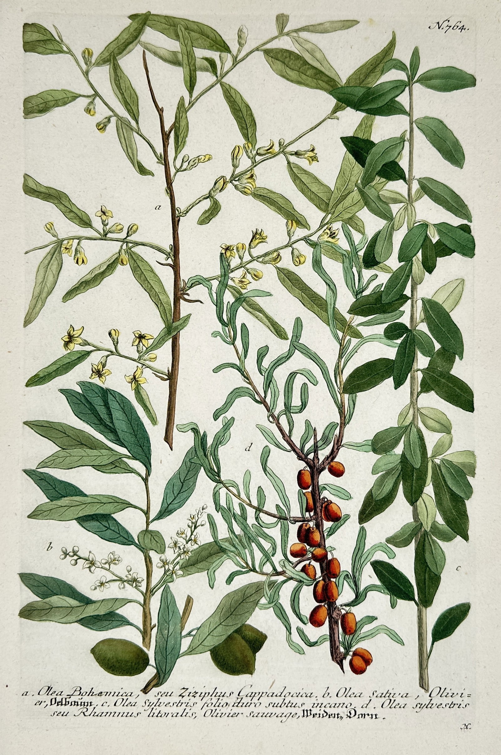 Johann Wilhelm Weinmann – View of Various Olive and Sea Buckthorn Species: "Olea Bohemica, Olea sativa, Olea sylvestris, and Rhamnus litoralis" illustrates several botanical branches, including the common olive with its green fruit, the Bohemian olive with small yellow bloss