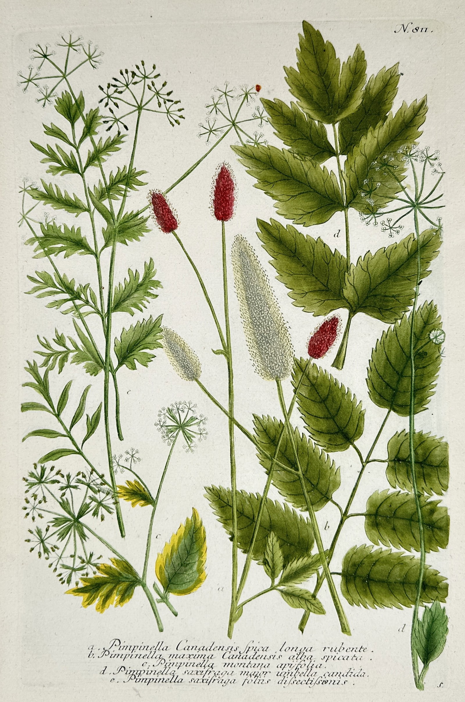 Johann Wilhelm Weinmann – View of Various Pimpernel and Burnet Species: "Pimpinella Canadensis and Pimpinella saxifraga" illustrates several botanical specimens including the Canadian burnet with its long red and white flowering spikes alongside the delicate white umbels 