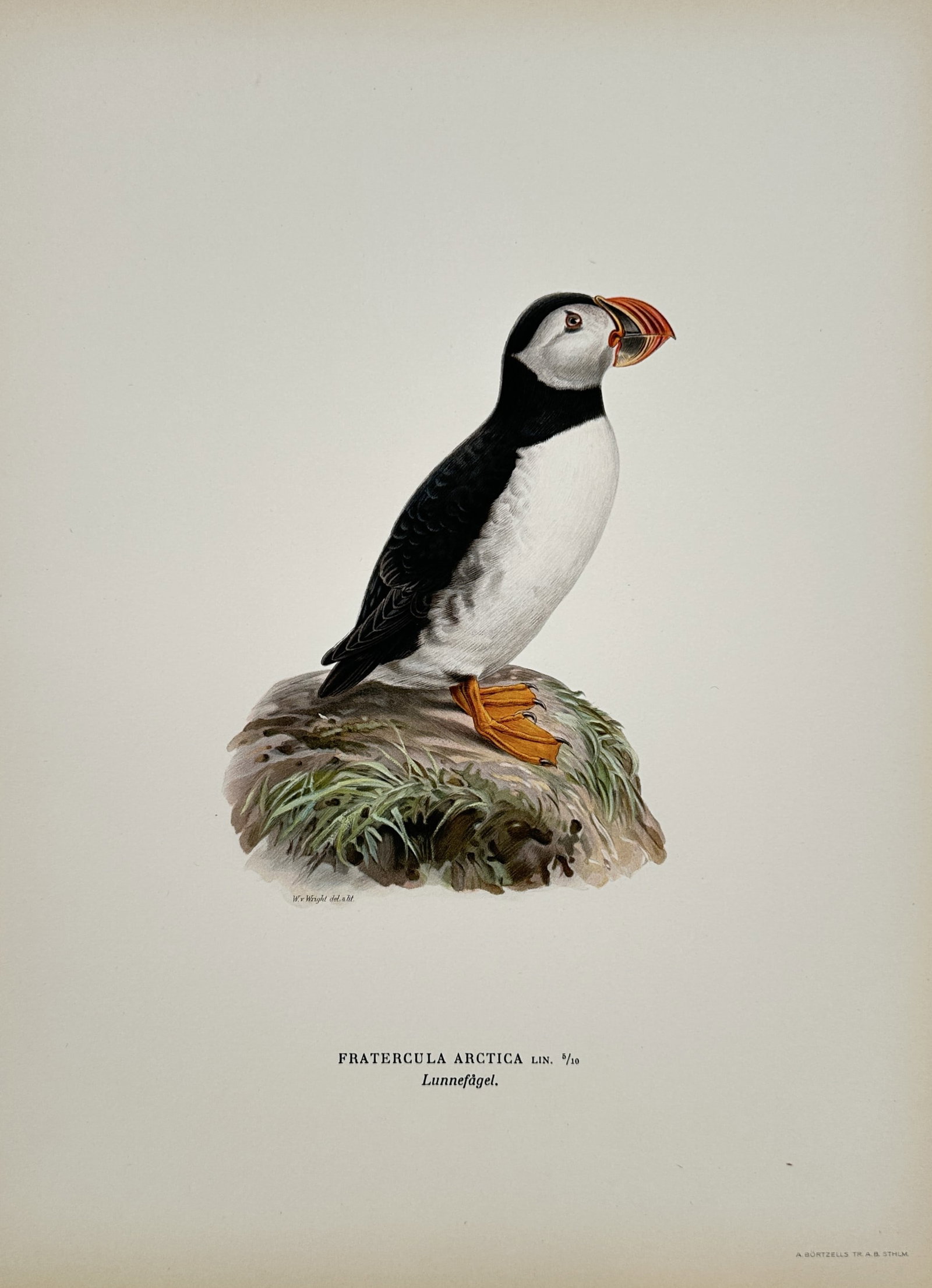 Magnus von Wright – View of an Atlantic Puffin (Fratercula arctica) – Chromolithograph: "Fratercula Arctica" illustrates an Atlantic Puffin standing atop a grassy rock, highlighting its characteristic black and white plumage, bright orange webbed feet, and iconic colorful beak. This chro