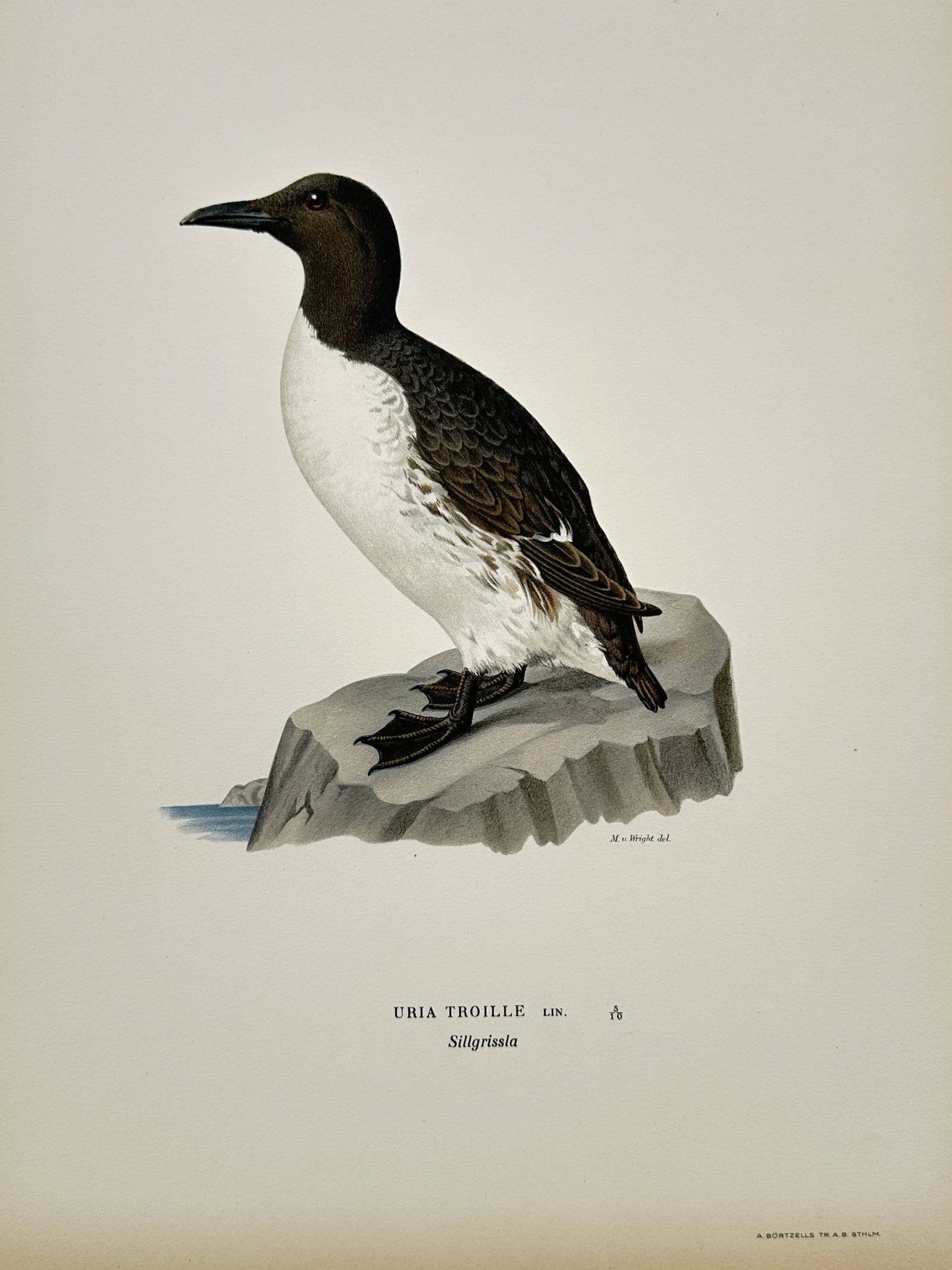 Magnus von Wright – View of a Common Guillemot (Uria troille) – Chromolithograph (1927–1929): "Uria Troille" illustrates a Common Guillemot (also known as a Common Murre) standing on a coastal rock, showcasing its dark brown or blackish head and back contrasted against a crisp white breast. Th