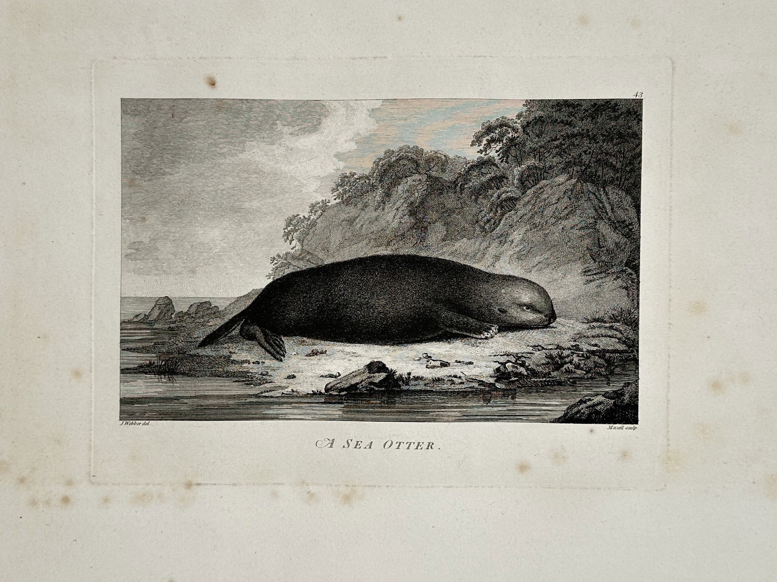 John Webber (1751–1793) – View of a Sea Otter – Large Folio Engraving (1784): "A Sea Otter" depicts a sea otter resting on a rocky shore, set against a coastal backdrop of steep cliffs and sparse vegetation. This plate was published in London as part of the official account of