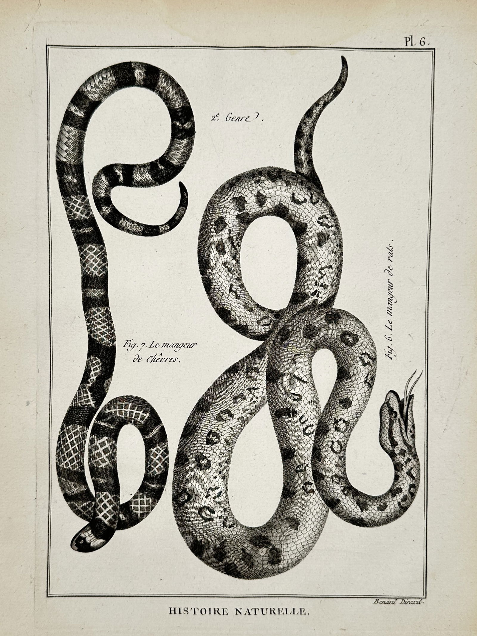 Robert Benard (1734-1777) – Snakes: rat eater and a goat eater – Engraving (1788): "Histoire Naturelle" illustrates two species of snakes as a rat eater and a goat eater, depicted in coiled positions to show their distinctive scale patterns. This engraving is from the Tableau Encycl