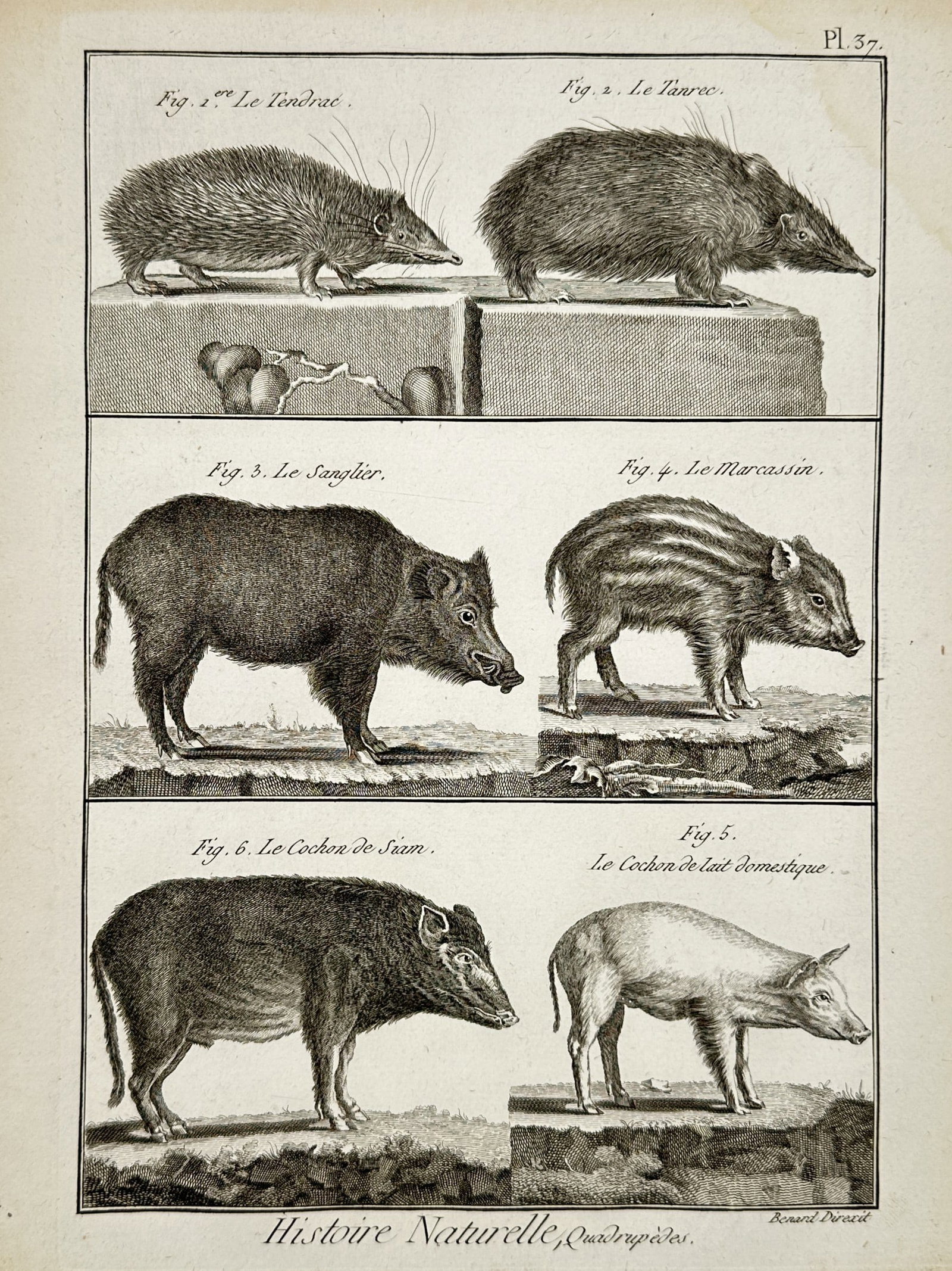 Robert Benard (1734-1777) – Quadrupeds: various mammals – Engraving (1788): "Histoire Naturelle, Quadrupedes" depicts various mammals including the wild boar, a young piglet, and the Siamese pig, alongside smaller insectivores like the tenrec. This engraving belongs to the Ta